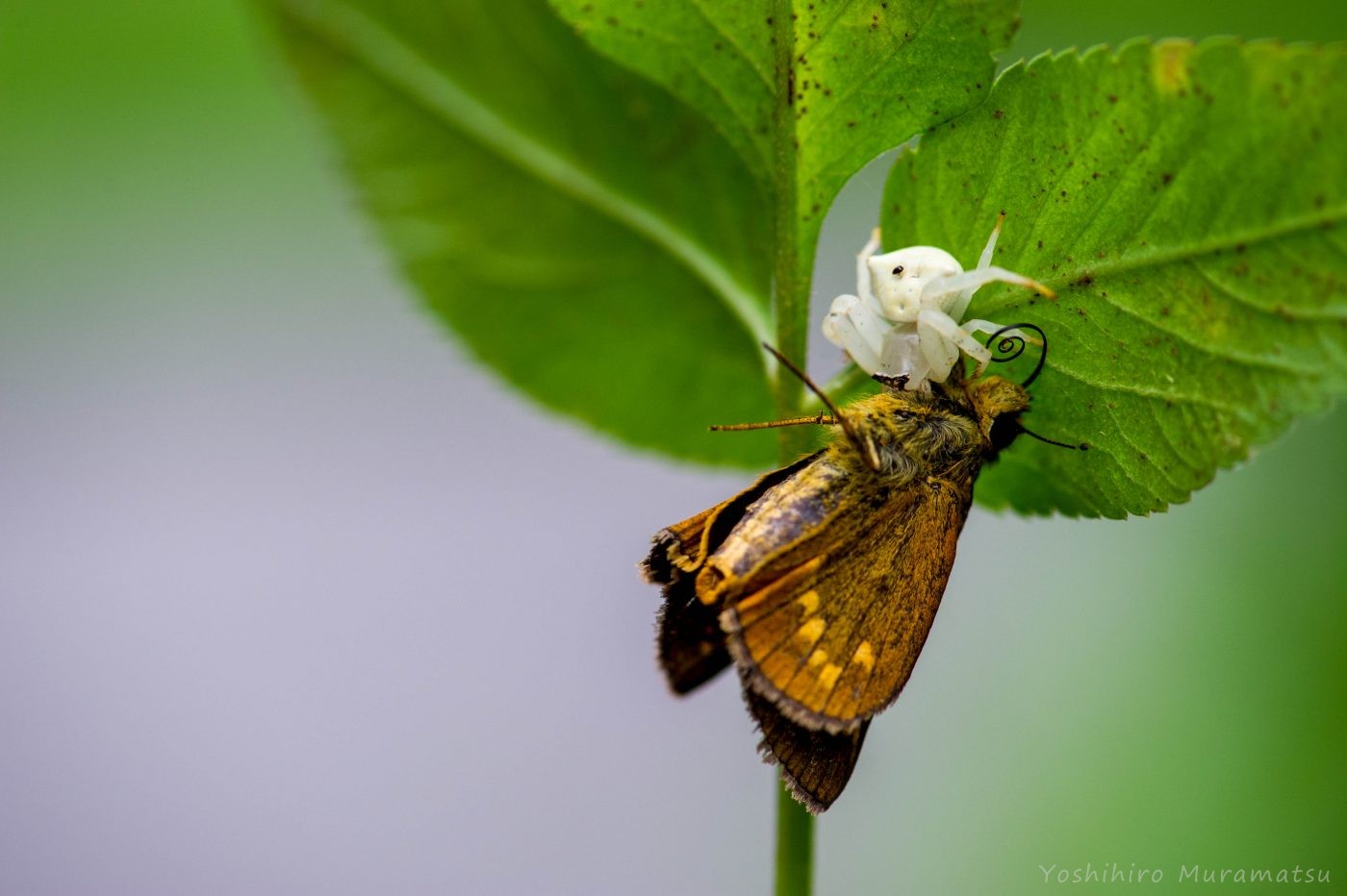 アサヒナキマダラセセリとオキナワアズチグモの写真