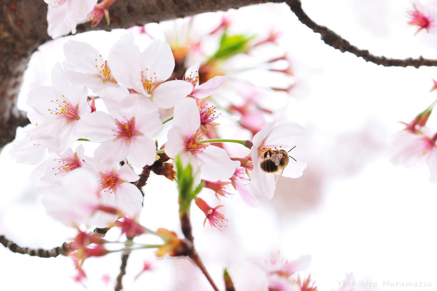 桜ヒゲナガバチの一種