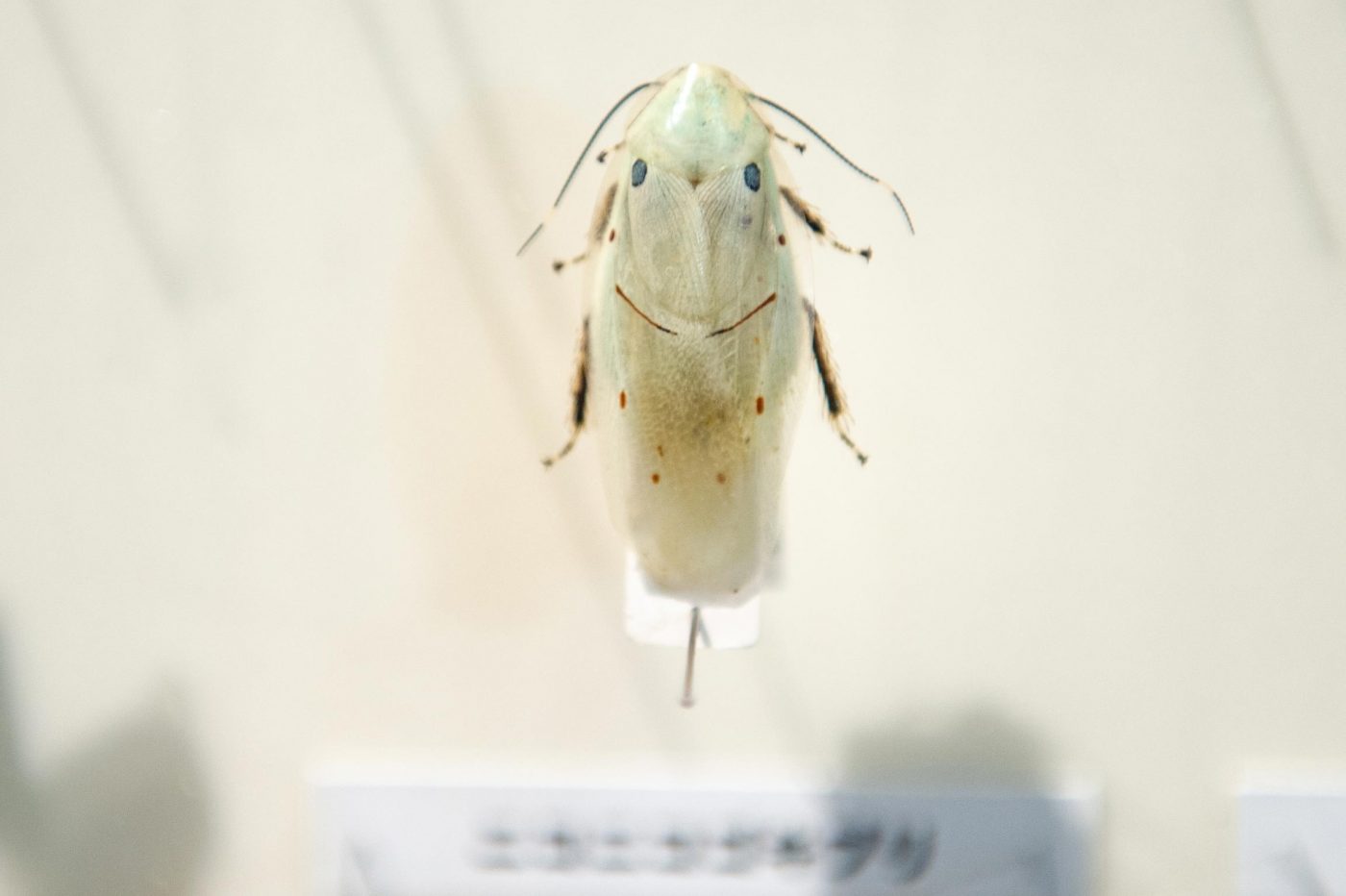 特別展昆虫 初日 ニコニコゴキブリ