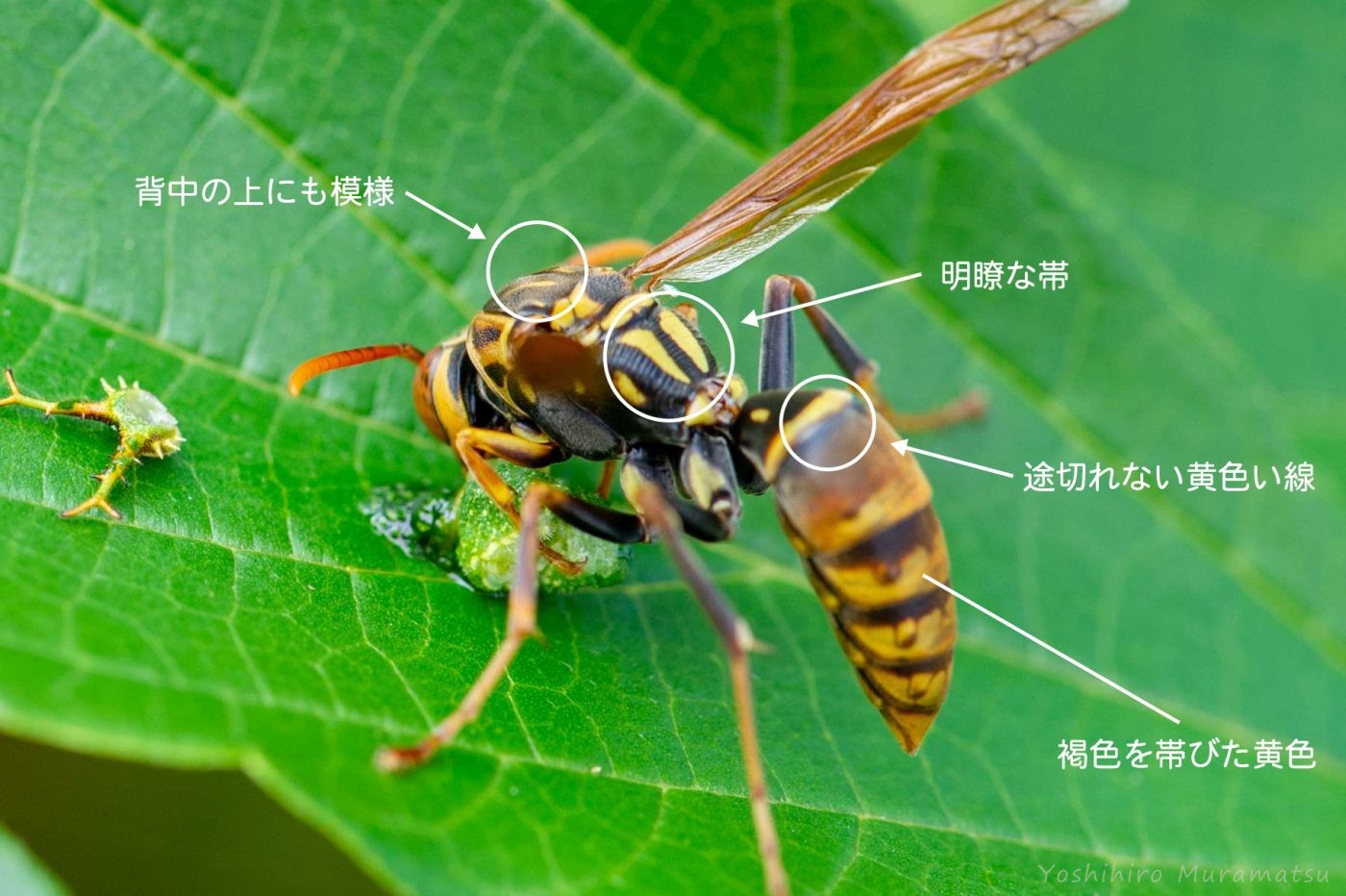 ヤマトアシナガバチの解説