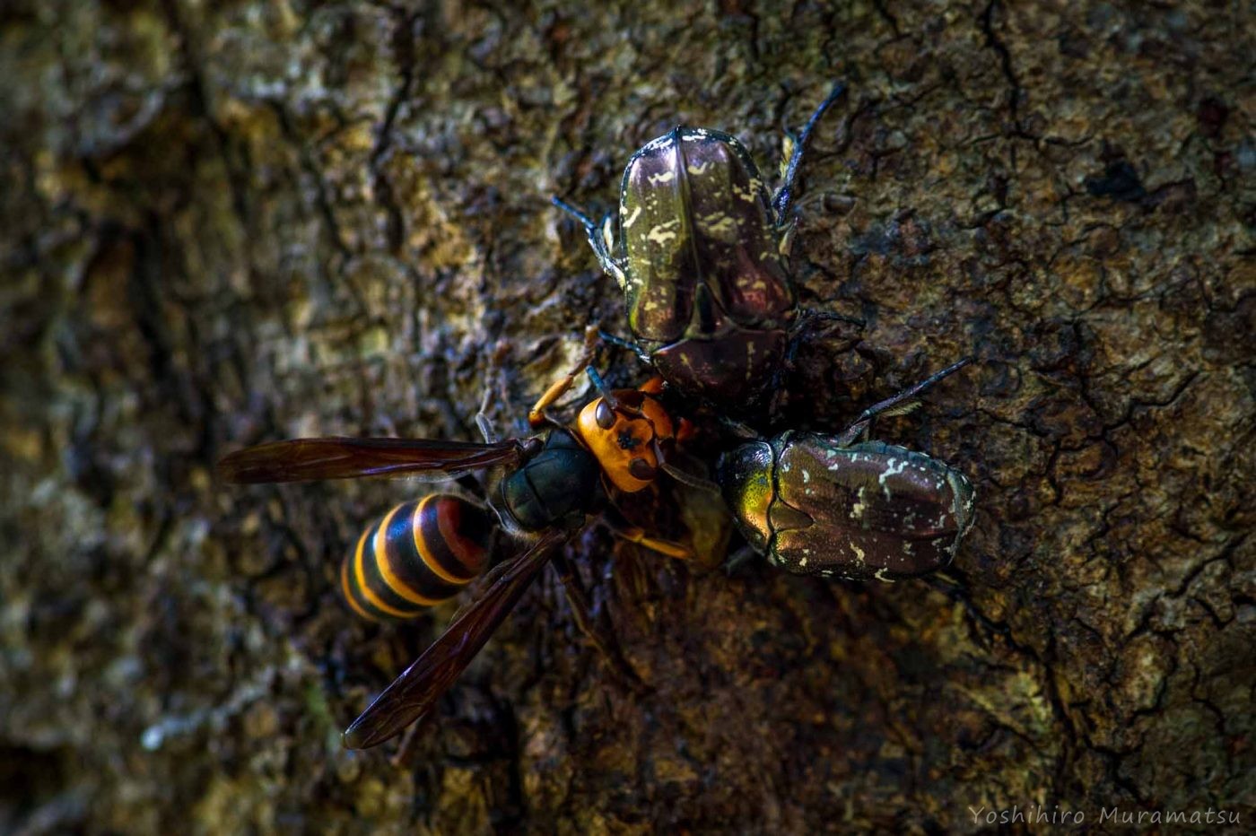 シロテンハナムグリとコガタスズメバチの写真