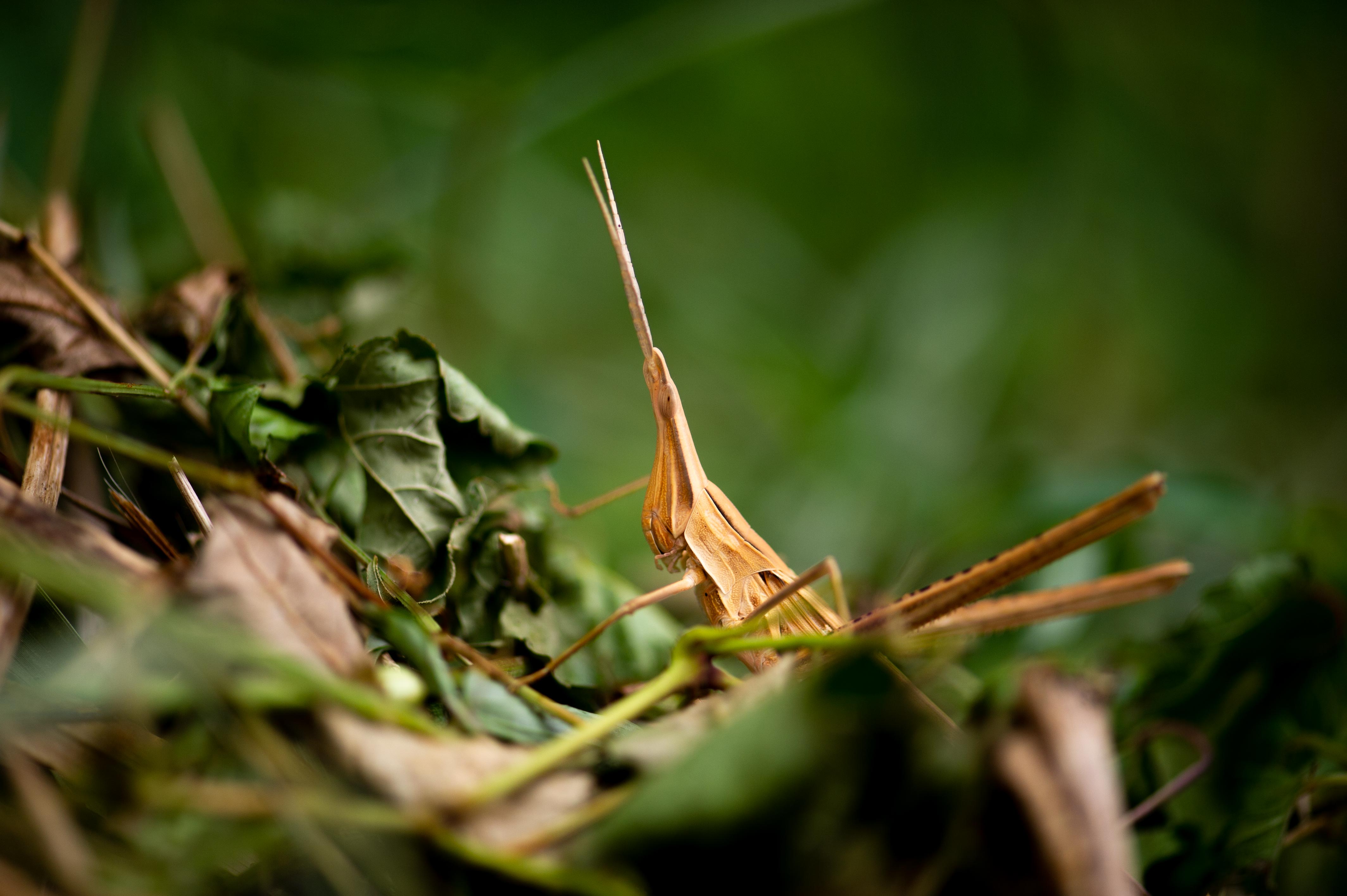 ショウリョウバッタは日本最大 生態も 虫の写真と生態なら昆虫写真図鑑 ムシミル
