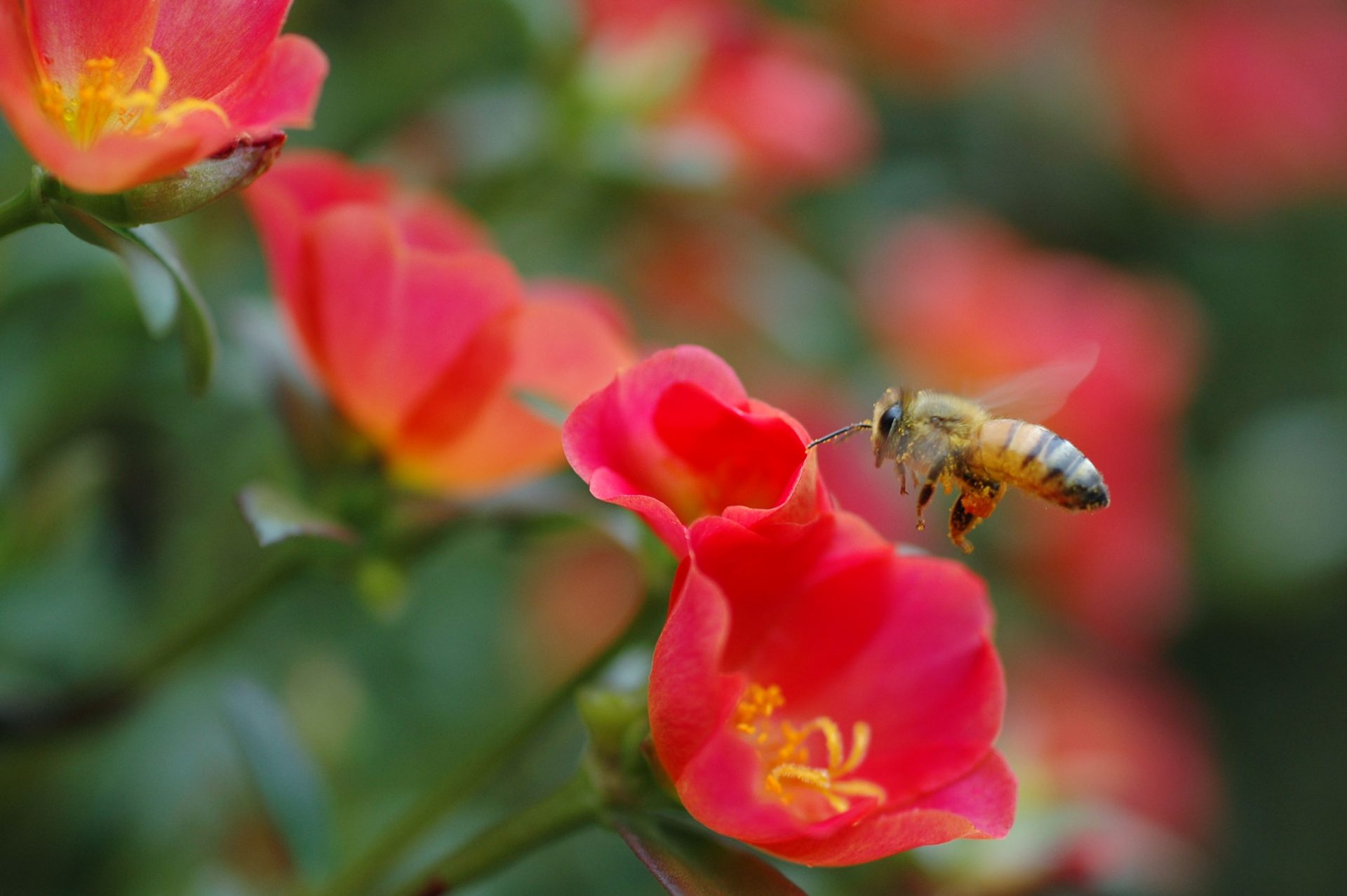 セイヨウミツバチの写真
