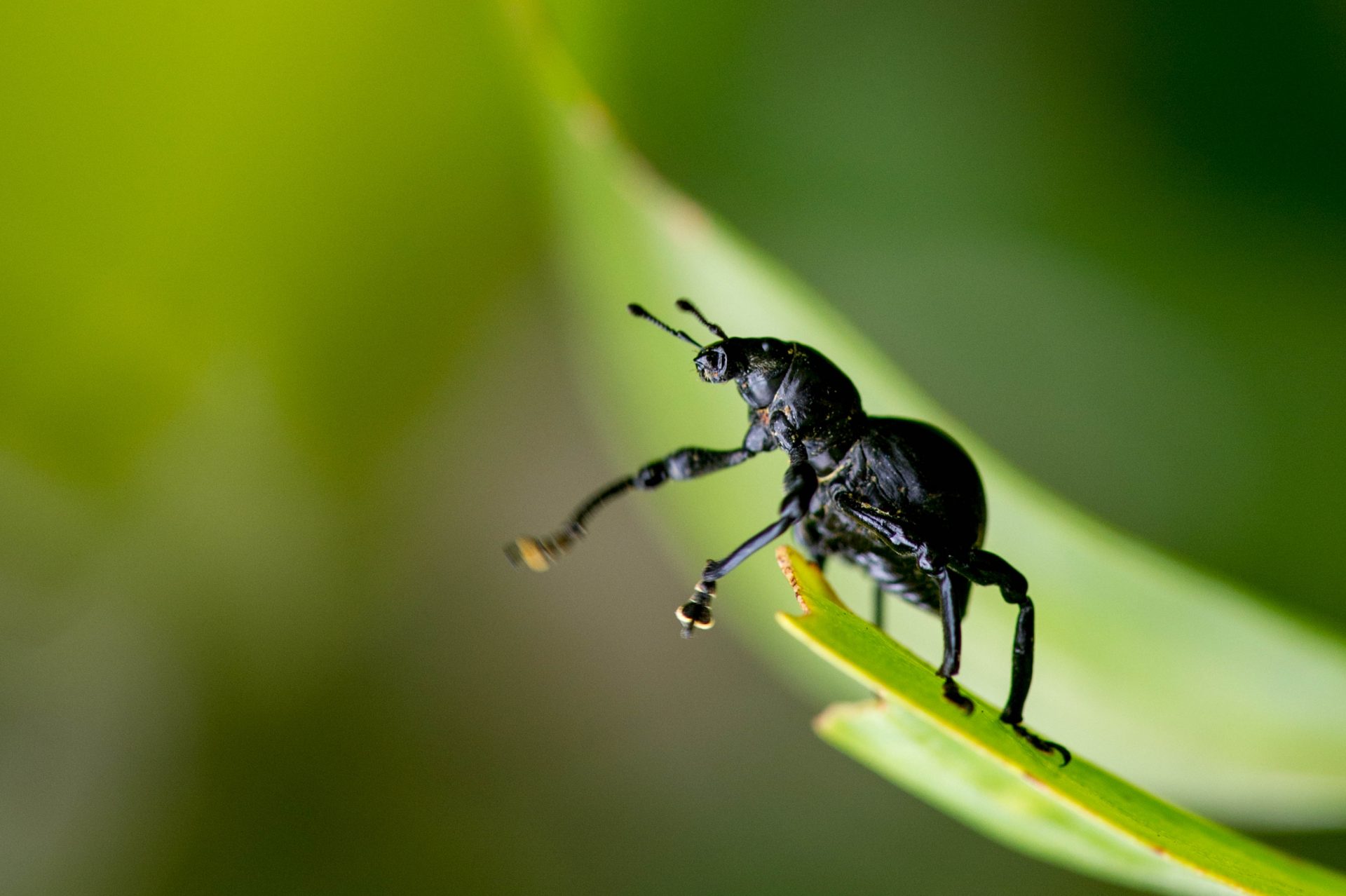 クロカタゾウムシ～世界で一番硬い虫～ 虫の写真と生態なら昆虫写真図鑑「ムシミル」