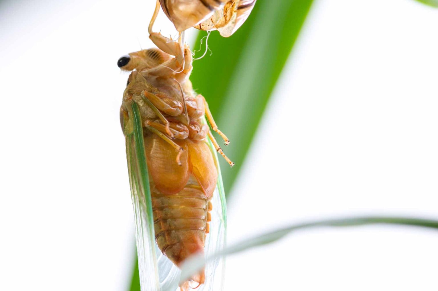  虫の写真と生態なら昆虫写真図鑑「ムシミル」 