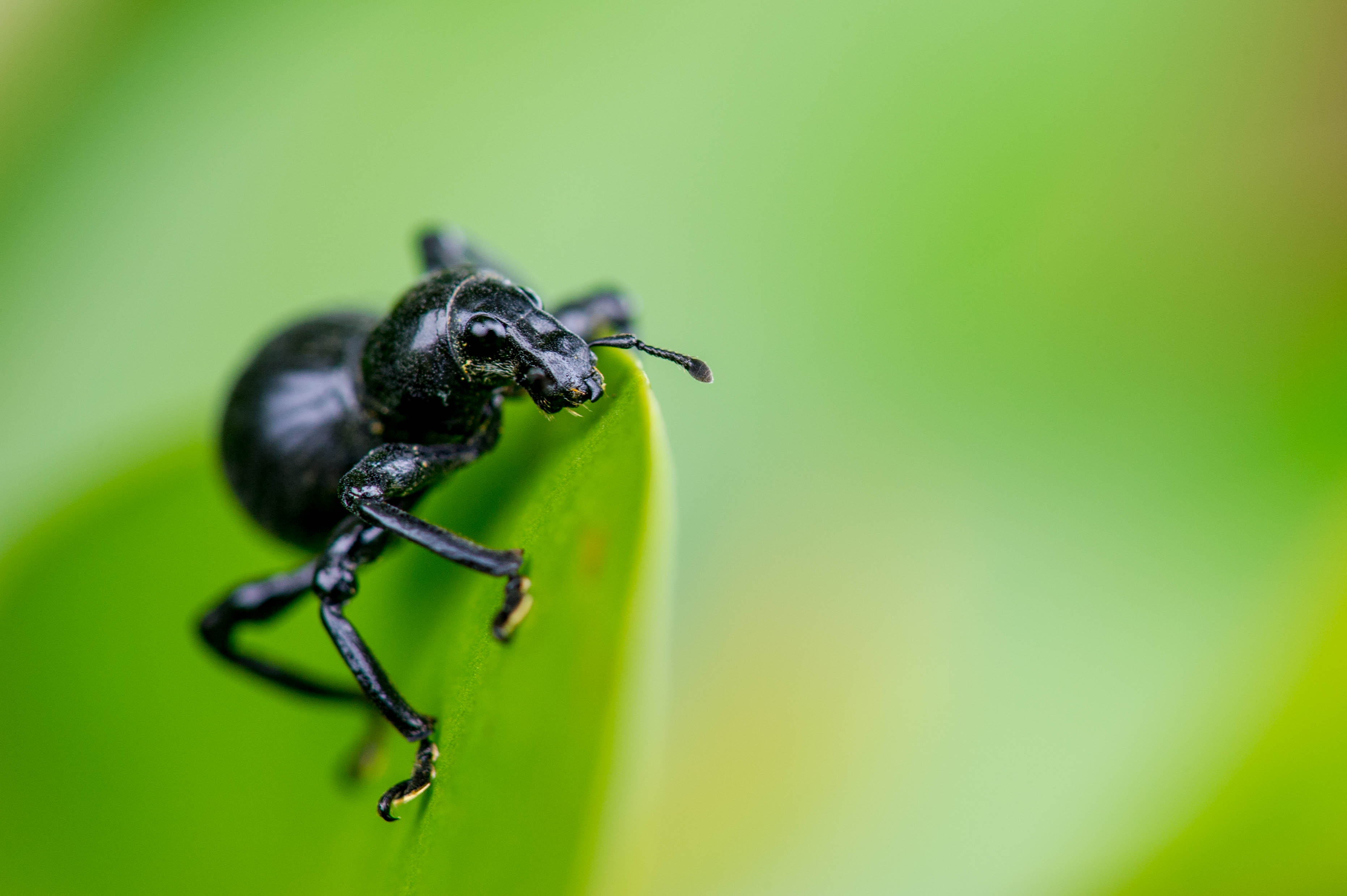 クロカタゾウムシ 世界で一番硬い虫 虫の写真と生態なら昆虫写真図鑑 ムシミル