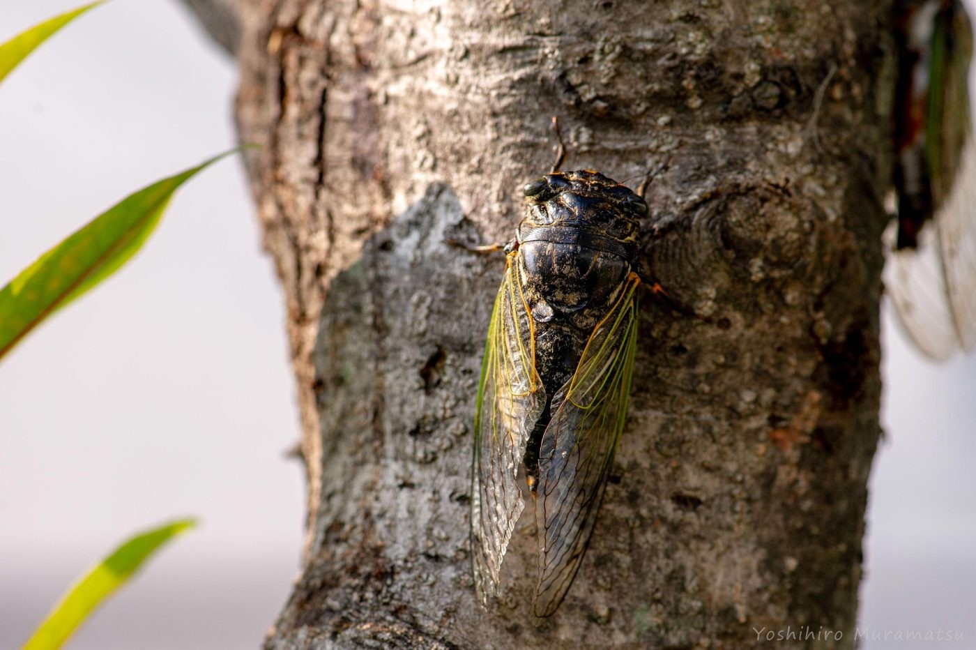 クマゼミの特徴 産卵写真も 虫の写真と生態なら昆虫写真図鑑 ムシミル