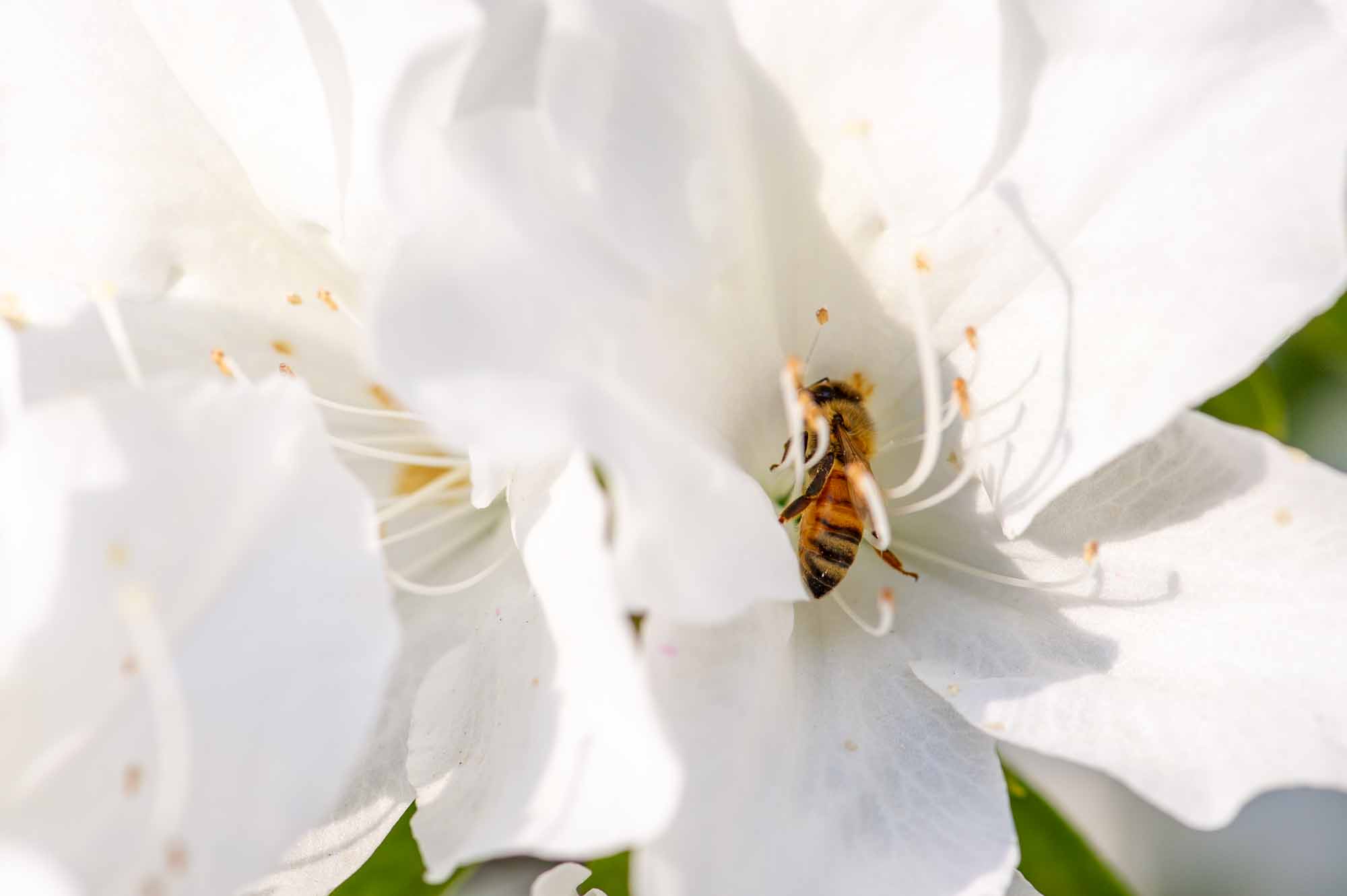 セイヨウミツバチの写