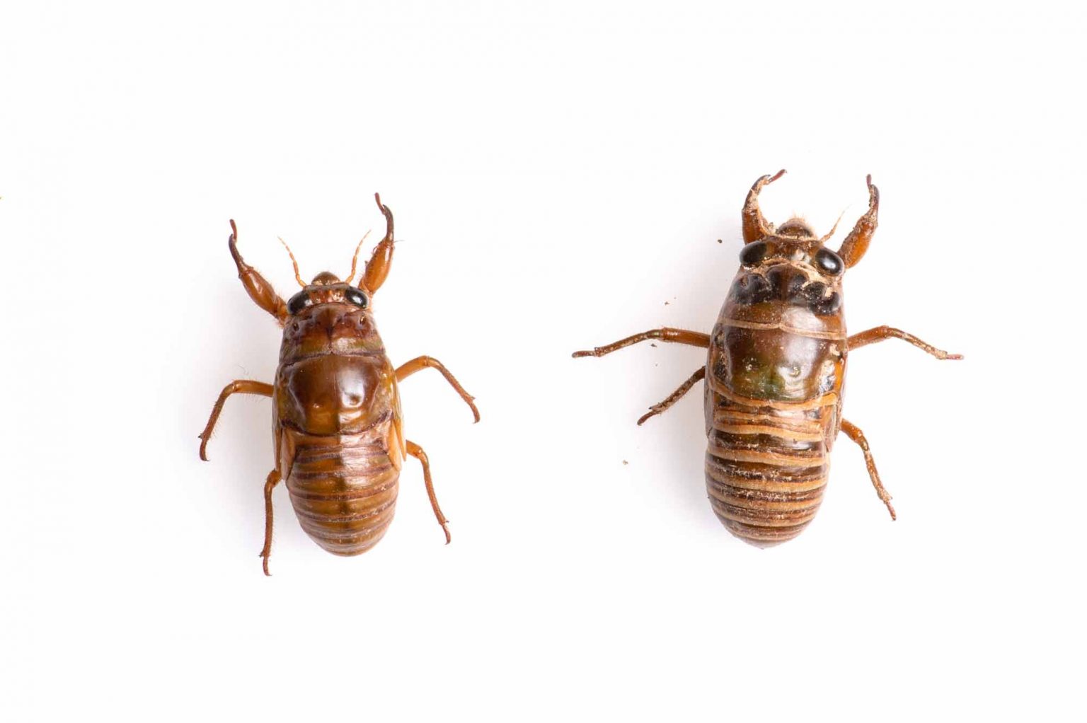  虫の写真と生態なら昆虫写真図鑑「ムシミル」 
