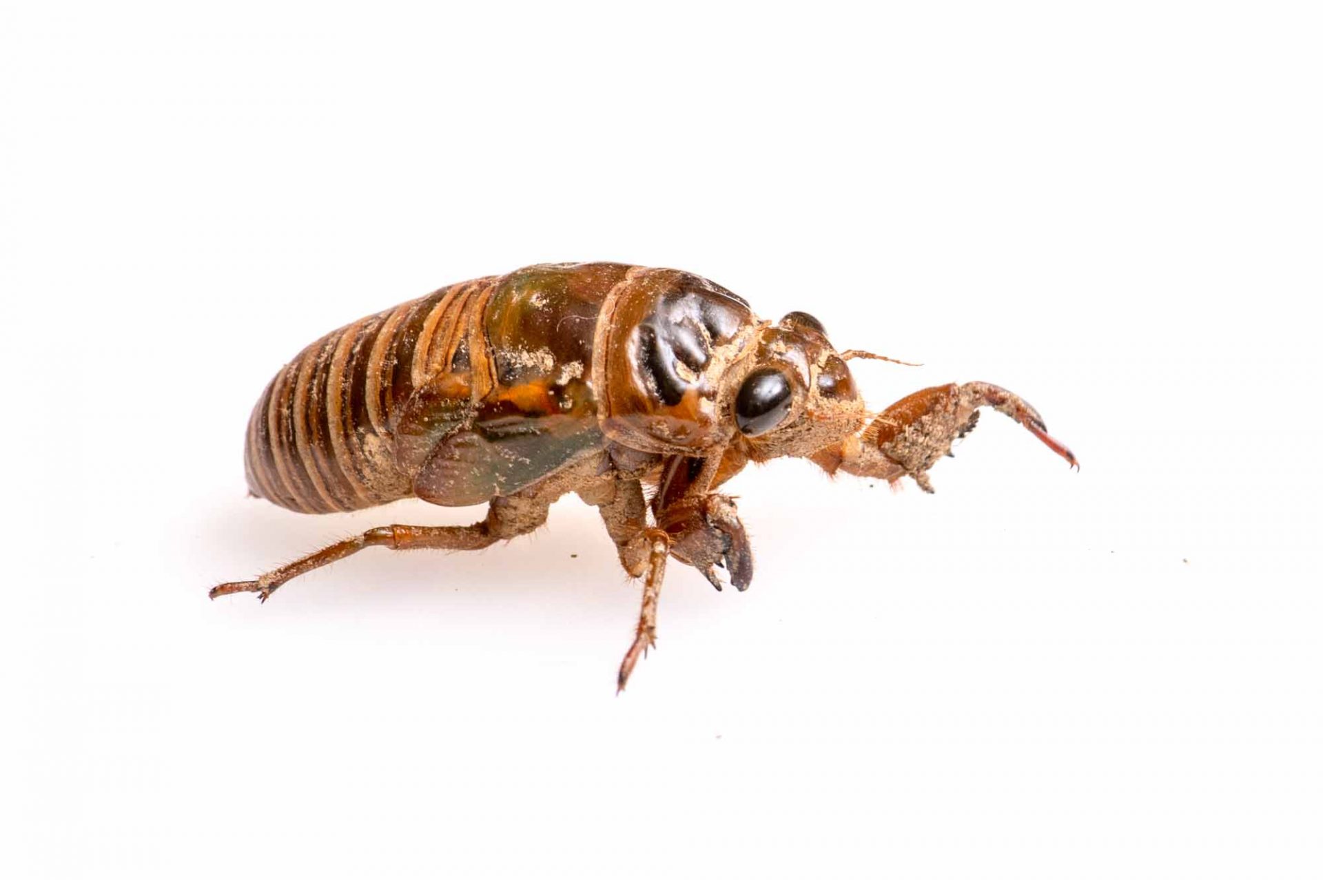  虫の写真と生態なら昆虫写真図鑑「ムシミル」 