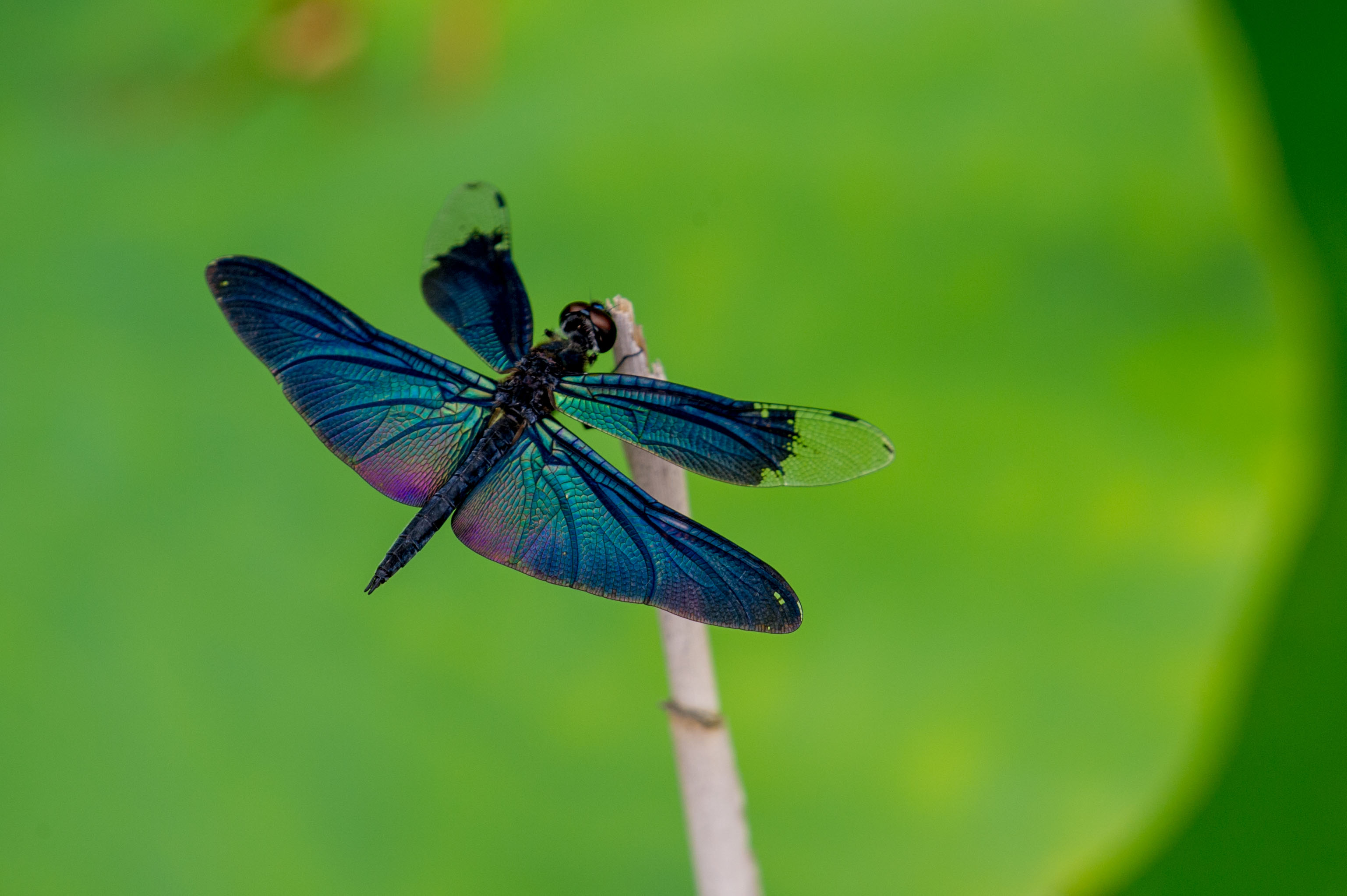 チョウトンボ 輝く羽を持つトンボ 虫の写真と生態なら昆虫写真図鑑 ムシミル