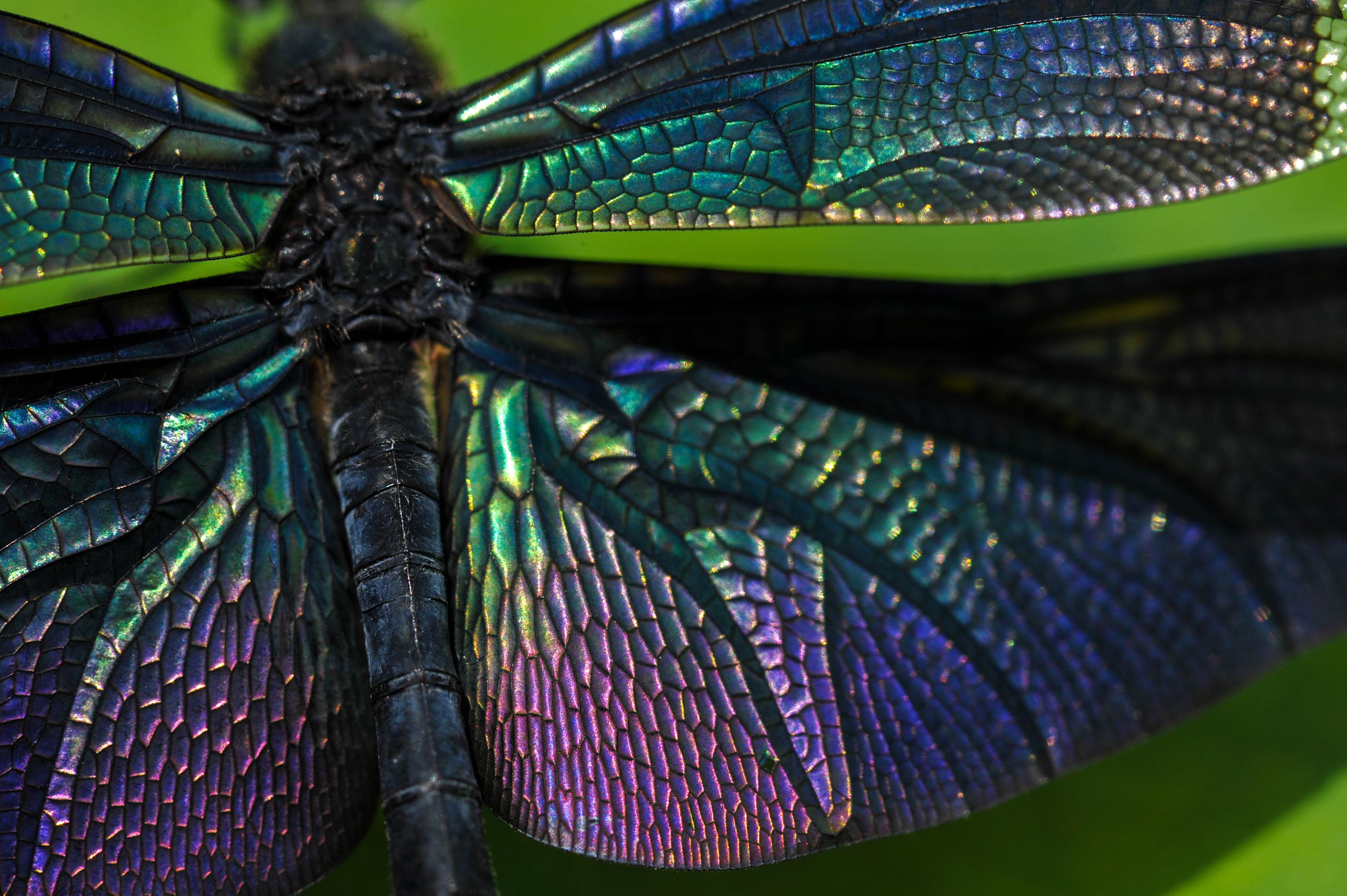 チョウトンボ 輝く羽を持つトンボ 虫の写真と生態なら昆虫写真図鑑 ムシミル