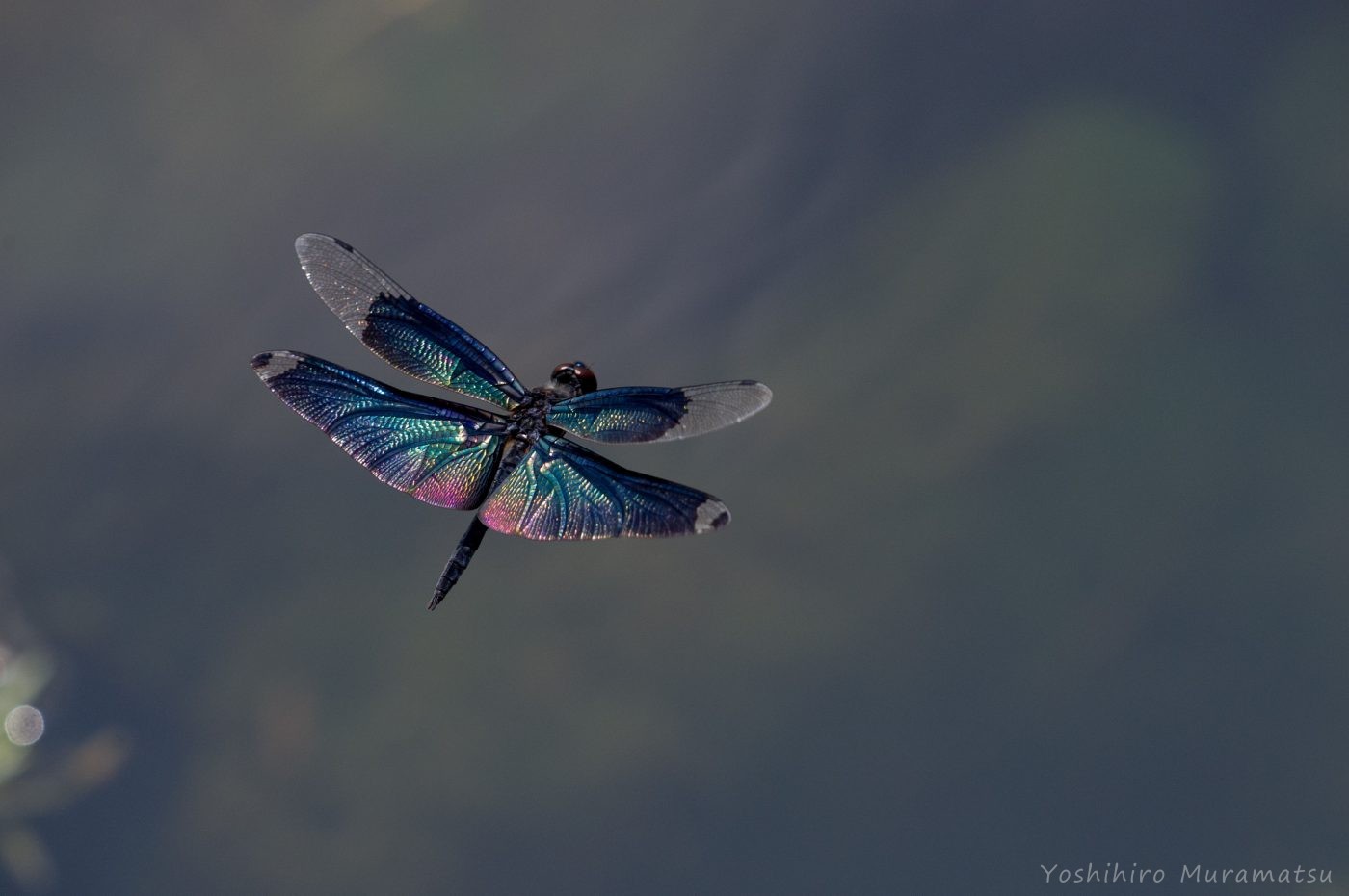 チョウトンボの飛翔写真