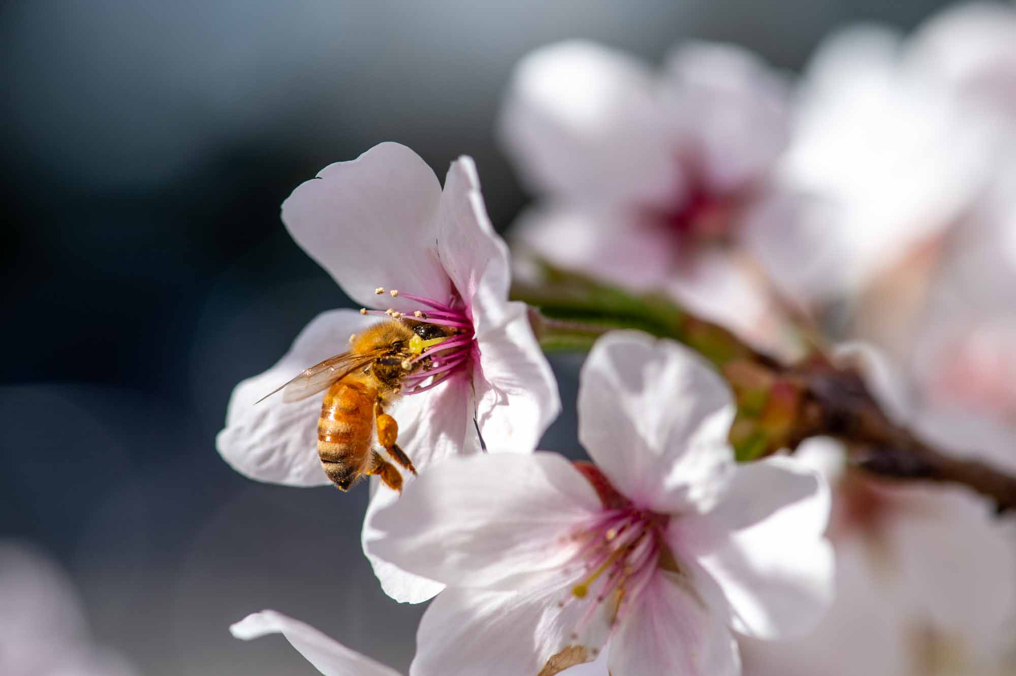 セイヨウミツバチの写真