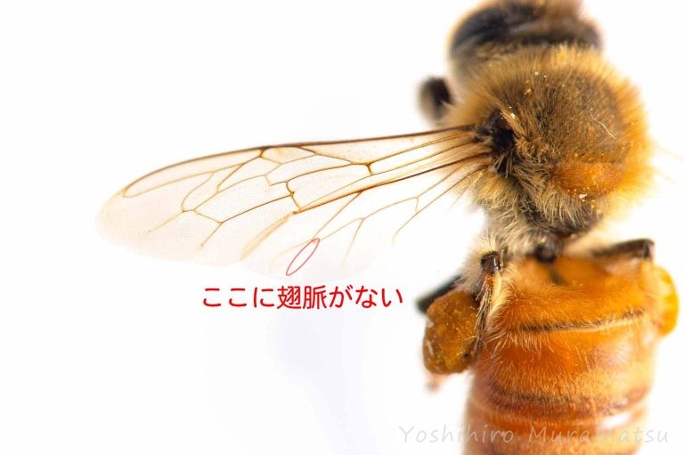 ミツバチ（セイヨウミツバチ）の特徴や豆知識 | 虫の写真と生態なら昆虫写真図鑑「ムシミル」