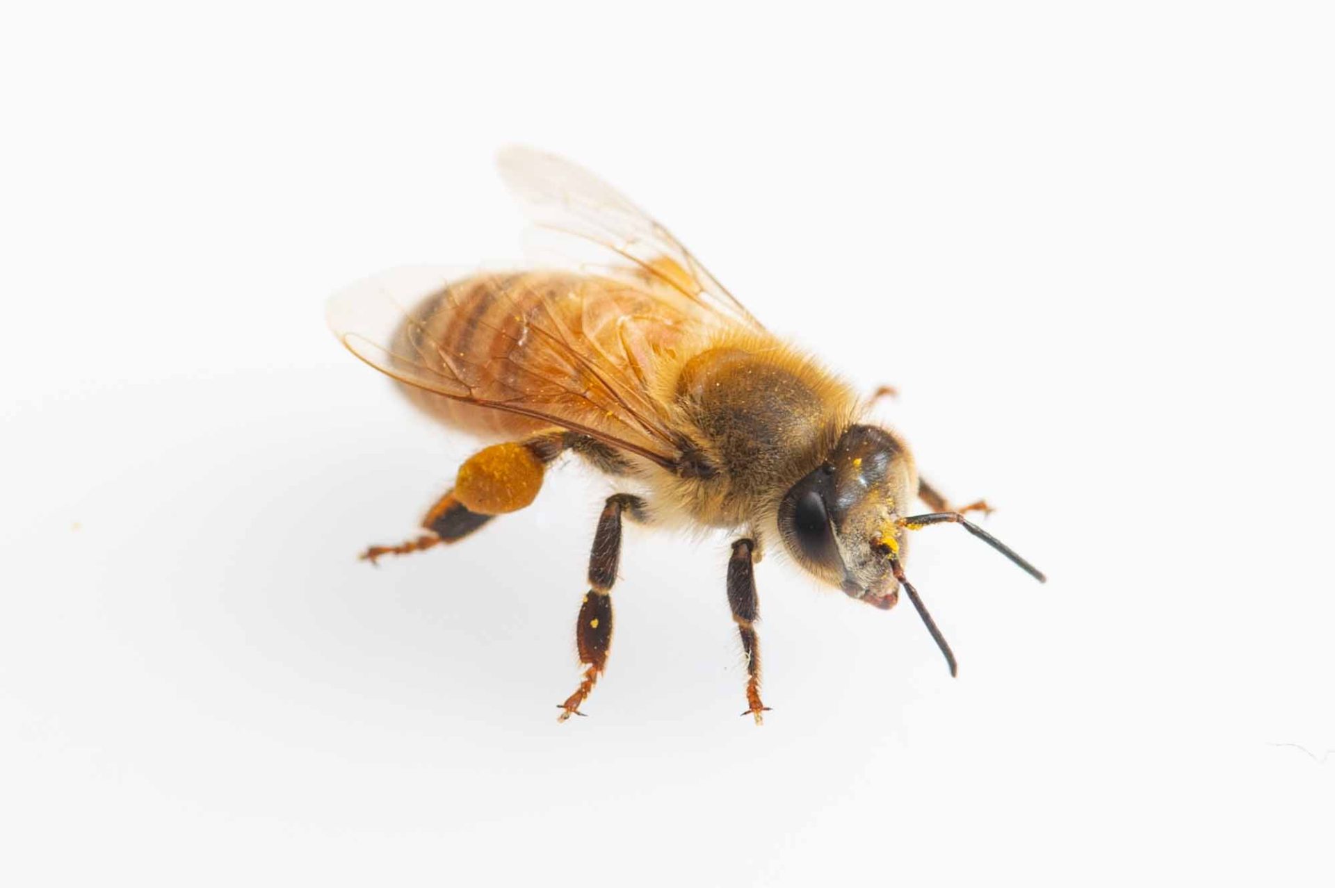 ミツバチ（セイヨウミツバチ）の特徴や豆知識 | 虫の写真と生態なら昆虫写真図鑑「ムシミル」