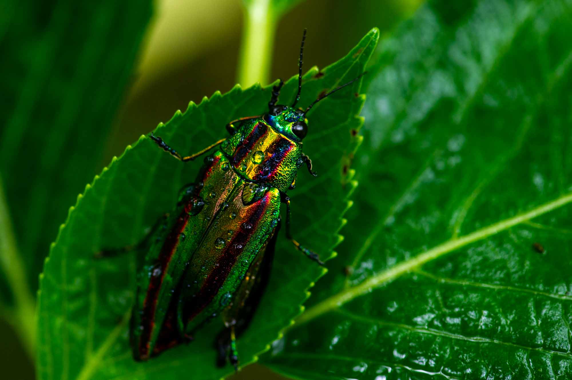 ヤマトタマムシ 宝石の煌めきを持つ昆虫 虫の写真と生態なら昆虫写真図鑑 ムシミル