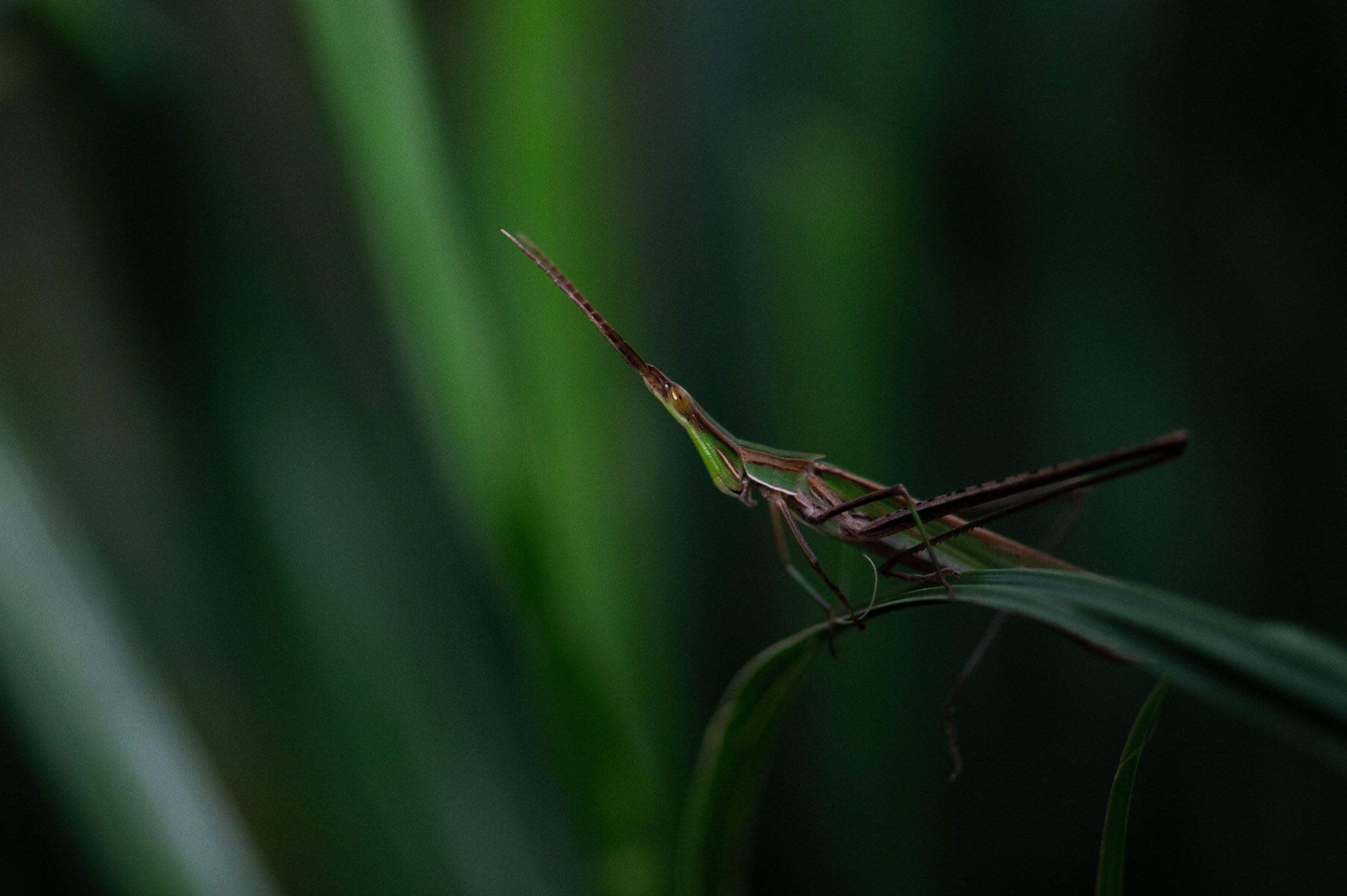 ショウリョウバッタは日本最大 生態も 虫の写真と生態なら昆虫写真図鑑 ムシミル