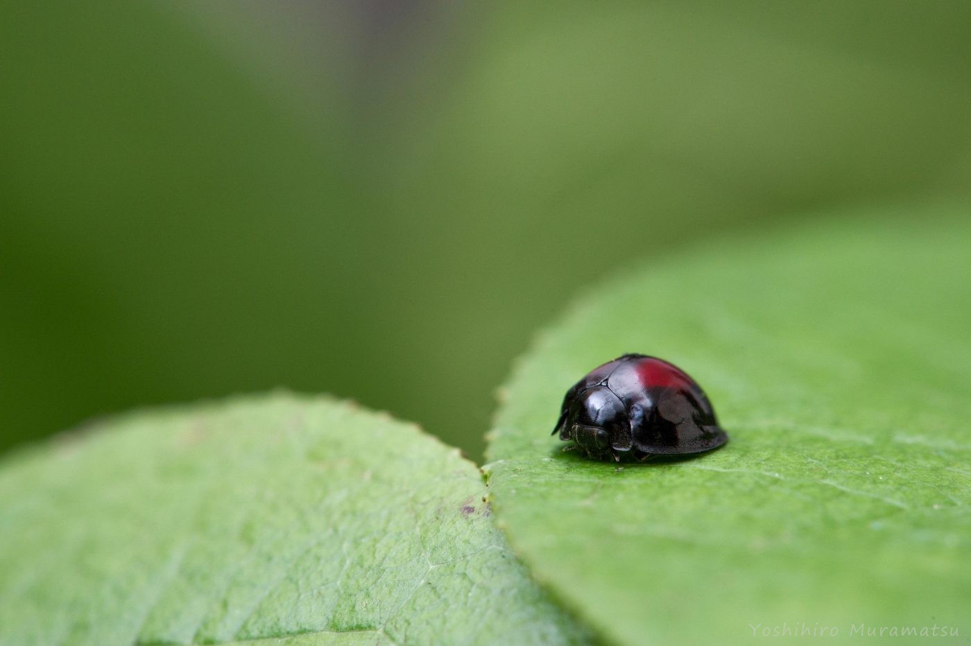アカホシテントウ | 虫の写真と生態なら昆虫写真図鑑「ムシミル」