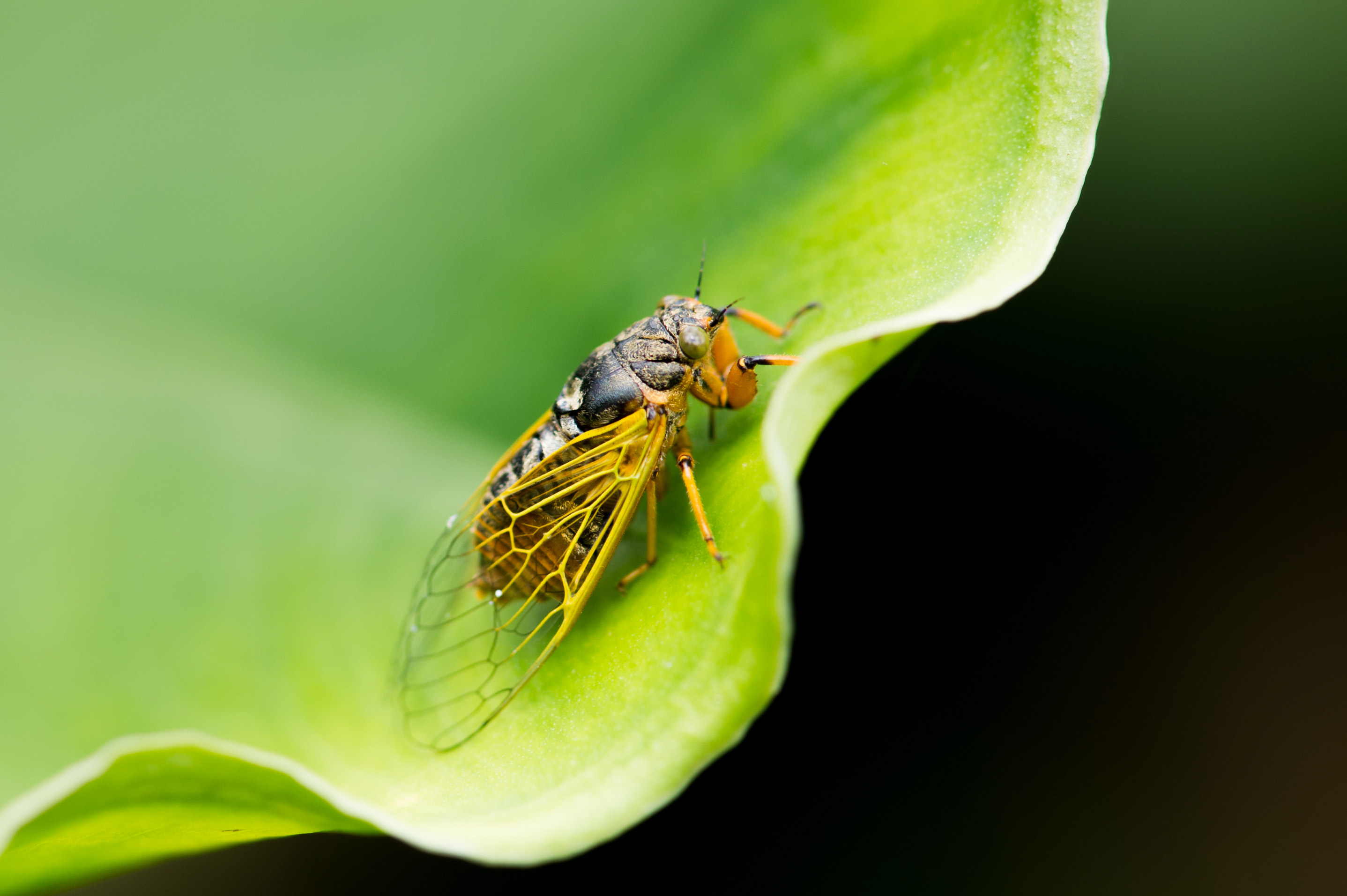 イワサキクサゼミ 虫の写真と生態なら昆虫写真図鑑 ムシミル