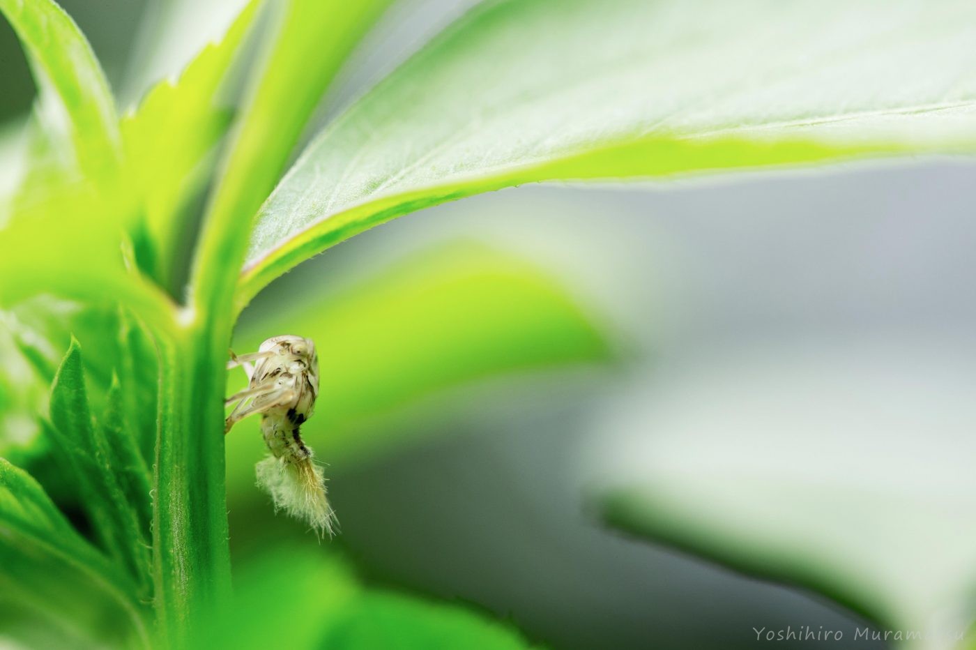 オキナワハゴロモモドキの幼虫の写真