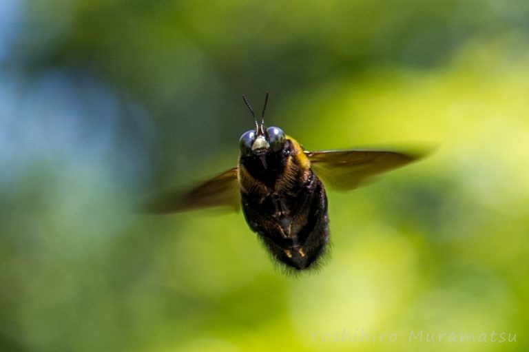 クマバチ(キムネクマバチ) | 虫の写真と生態なら昆虫写真図鑑「ムシミル」