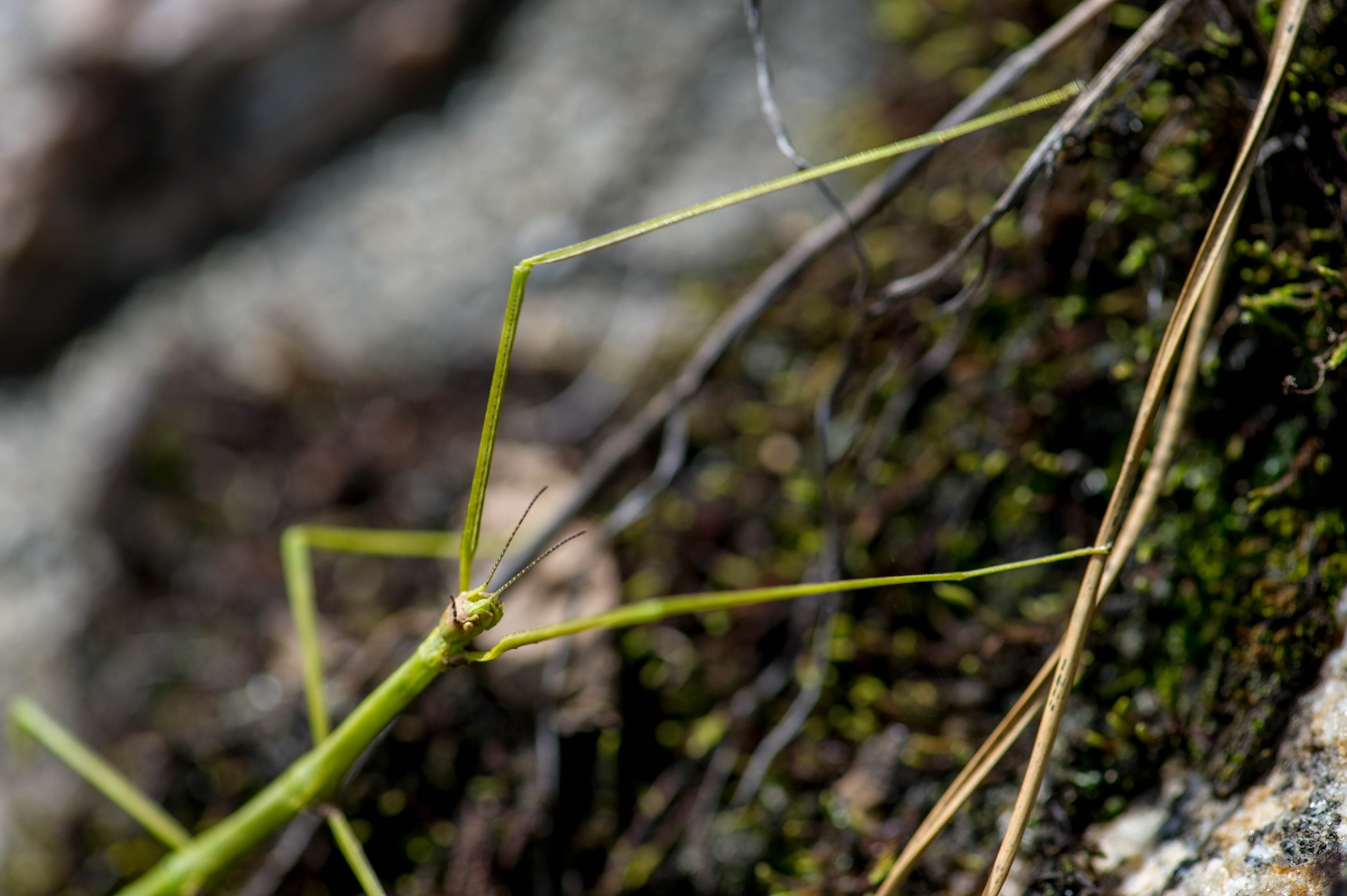 ナナフシ ナナフシモドキ の不思議な生態 虫の写真と生態なら昆虫写真図鑑 ムシミル