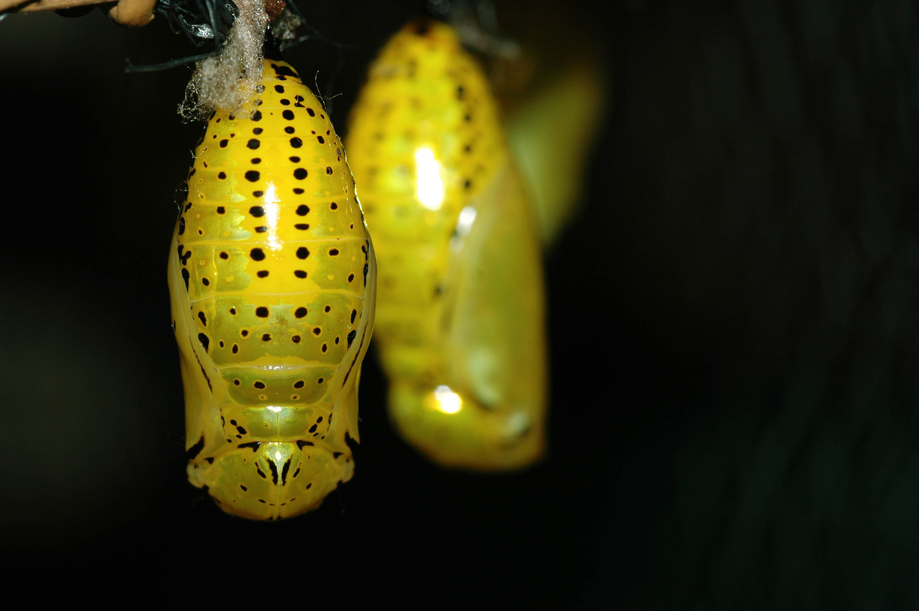 オオゴマダラの幼虫から特徴まで 虫の写真と生態なら昆虫写真図鑑 ムシミル