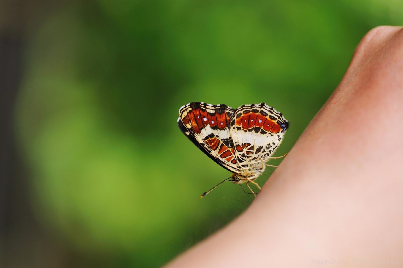 無料ダウンロード世界一 可愛い 虫 最高の動物画像