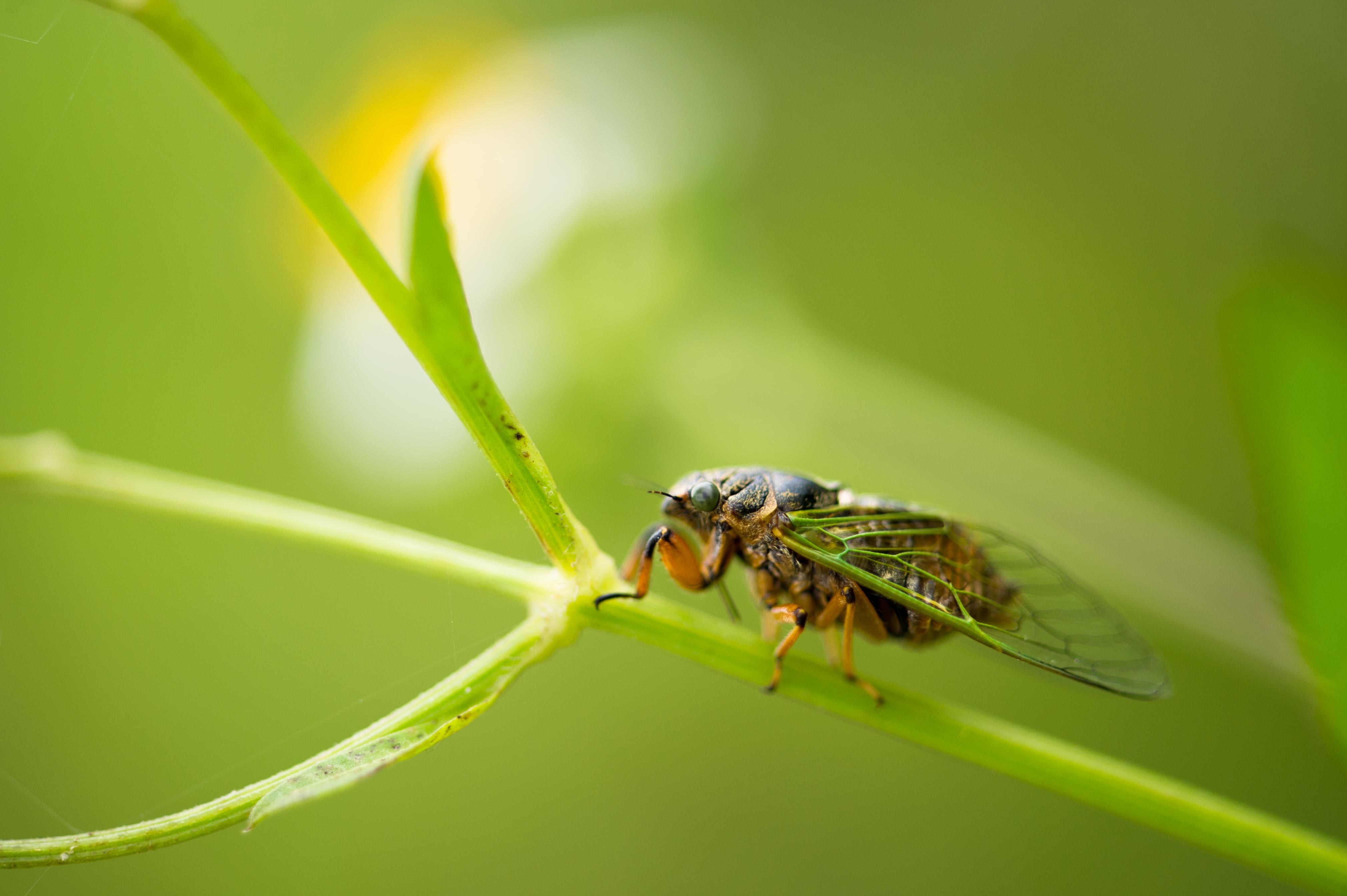 イワサキクサゼミ 虫の写真と生態なら昆虫写真図鑑 ムシミル