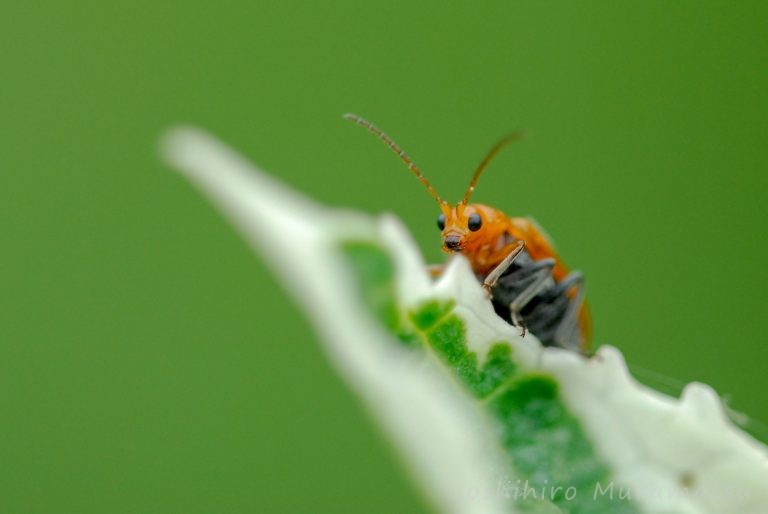 可愛い虫 虫の写真と生態なら昆虫写真図鑑 ムシミル
