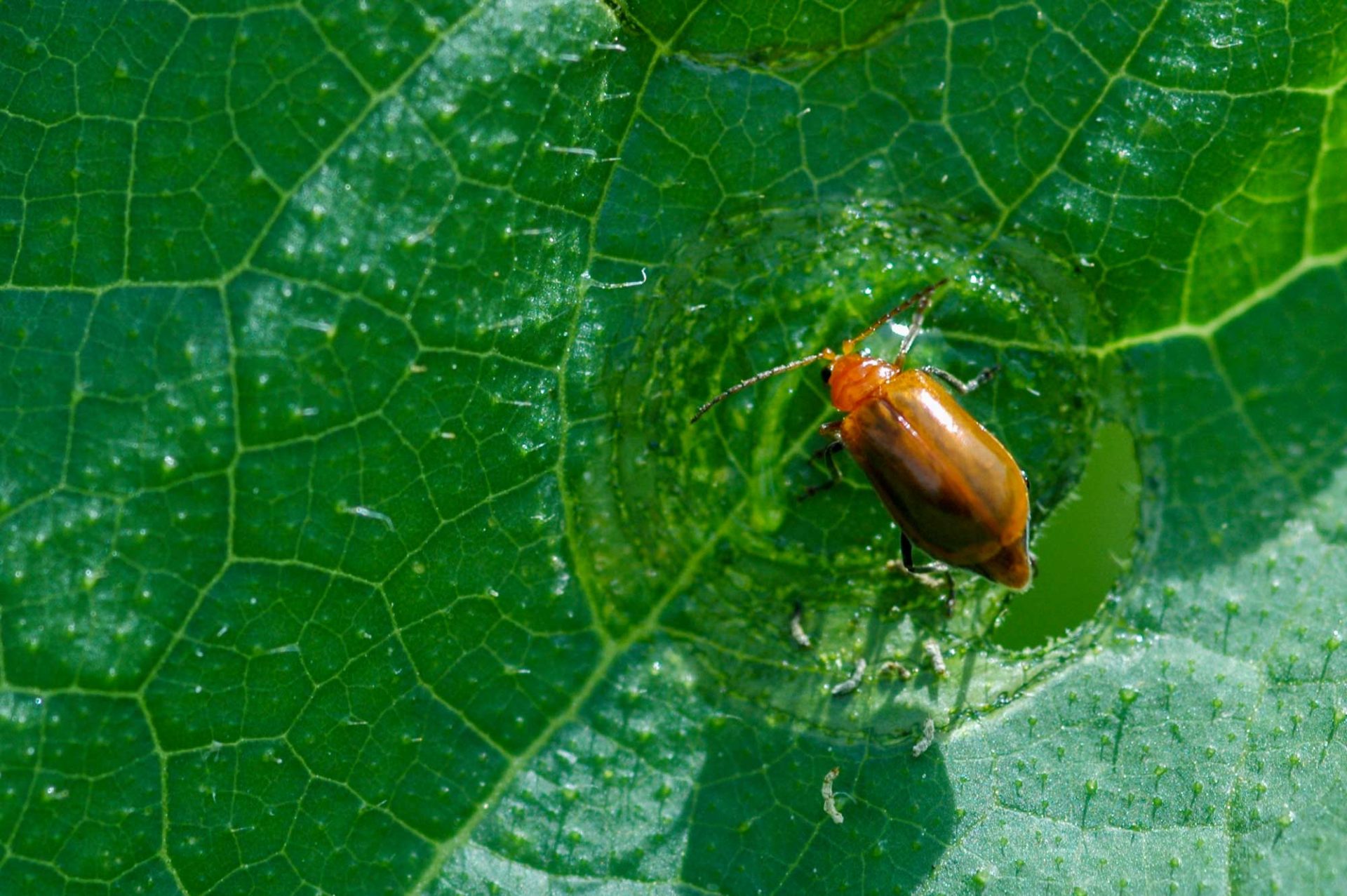 ウリハムシの特徴やトレンチ行動とは | 虫の写真と生態なら昆虫写真図鑑「ムシミル」