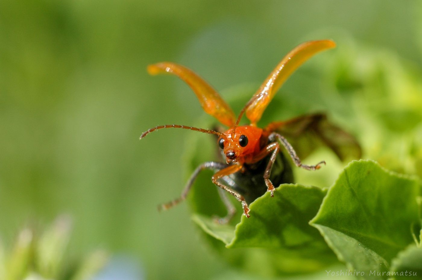 ウリハムシの特徴やトレンチ行動とは 虫の写真と生態なら昆虫写真図鑑 ムシミル