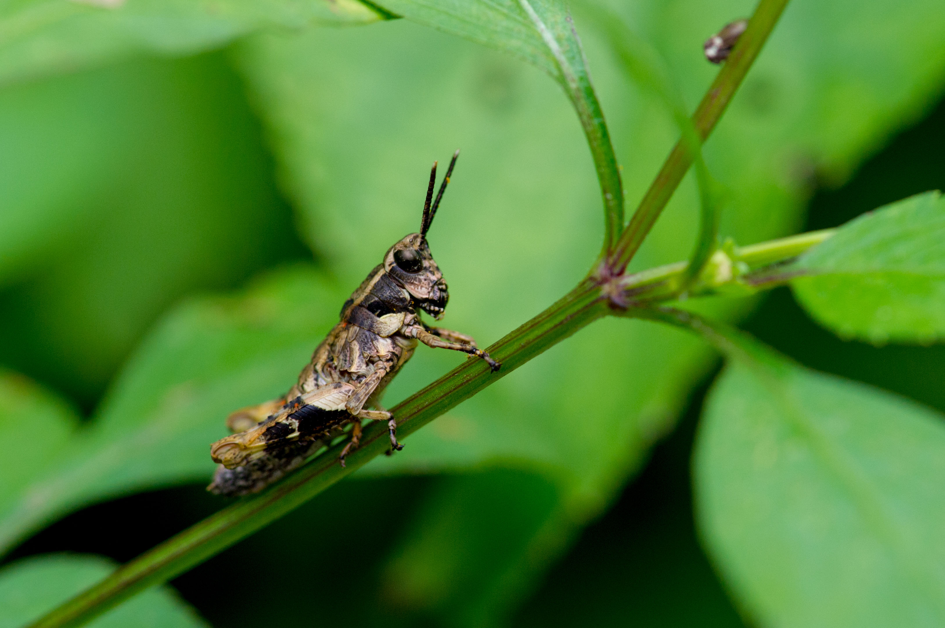モリバッタ 虫の写真と生態なら昆虫写真図鑑 ムシミル