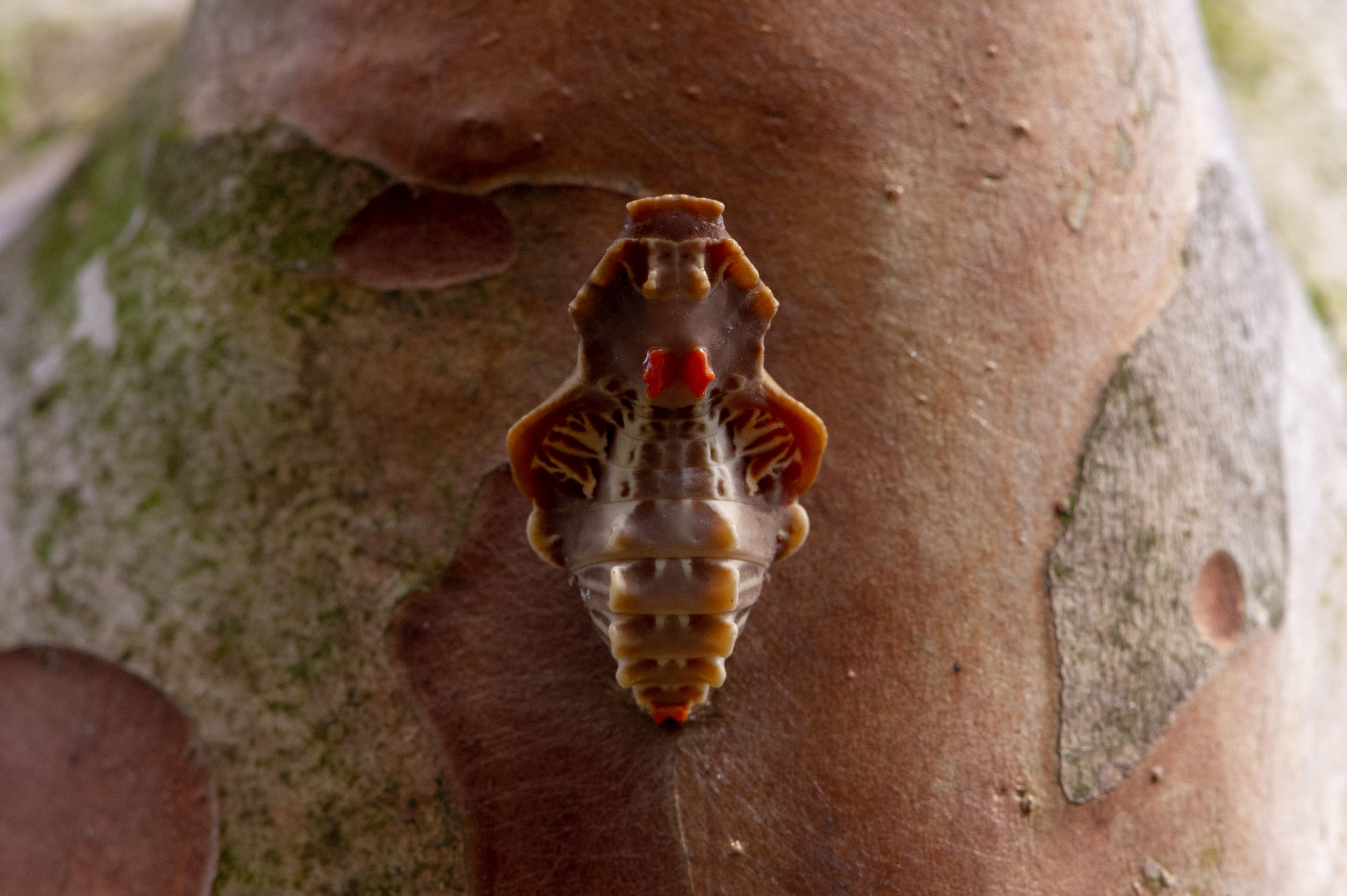 ジャコウアゲハ 虫の写真と生態なら昆虫写真図鑑 ムシミル