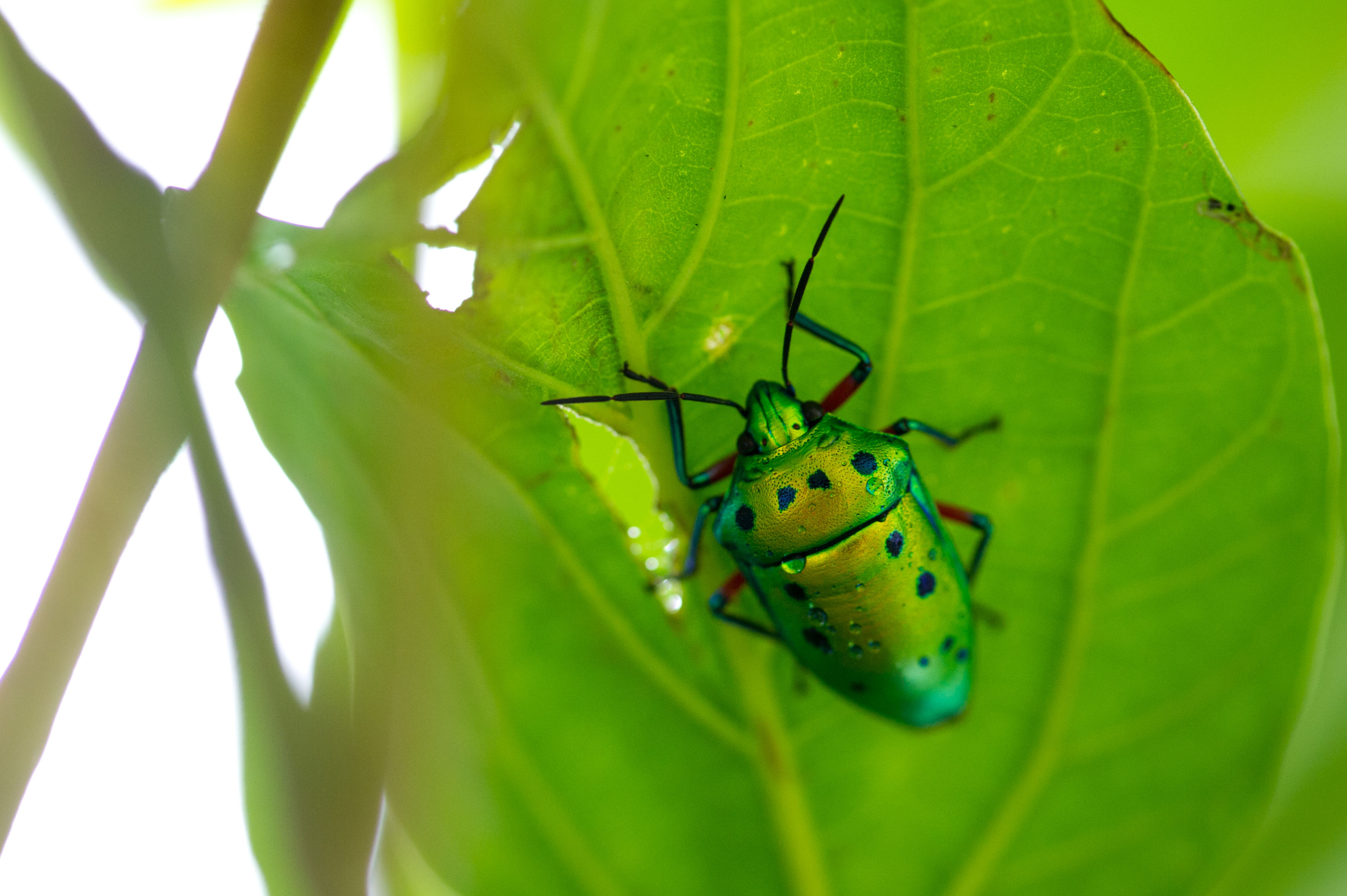 ナナホシキンカメムシは幼虫もピカピカ 虫の写真と生態なら昆虫写真図鑑 ムシミル