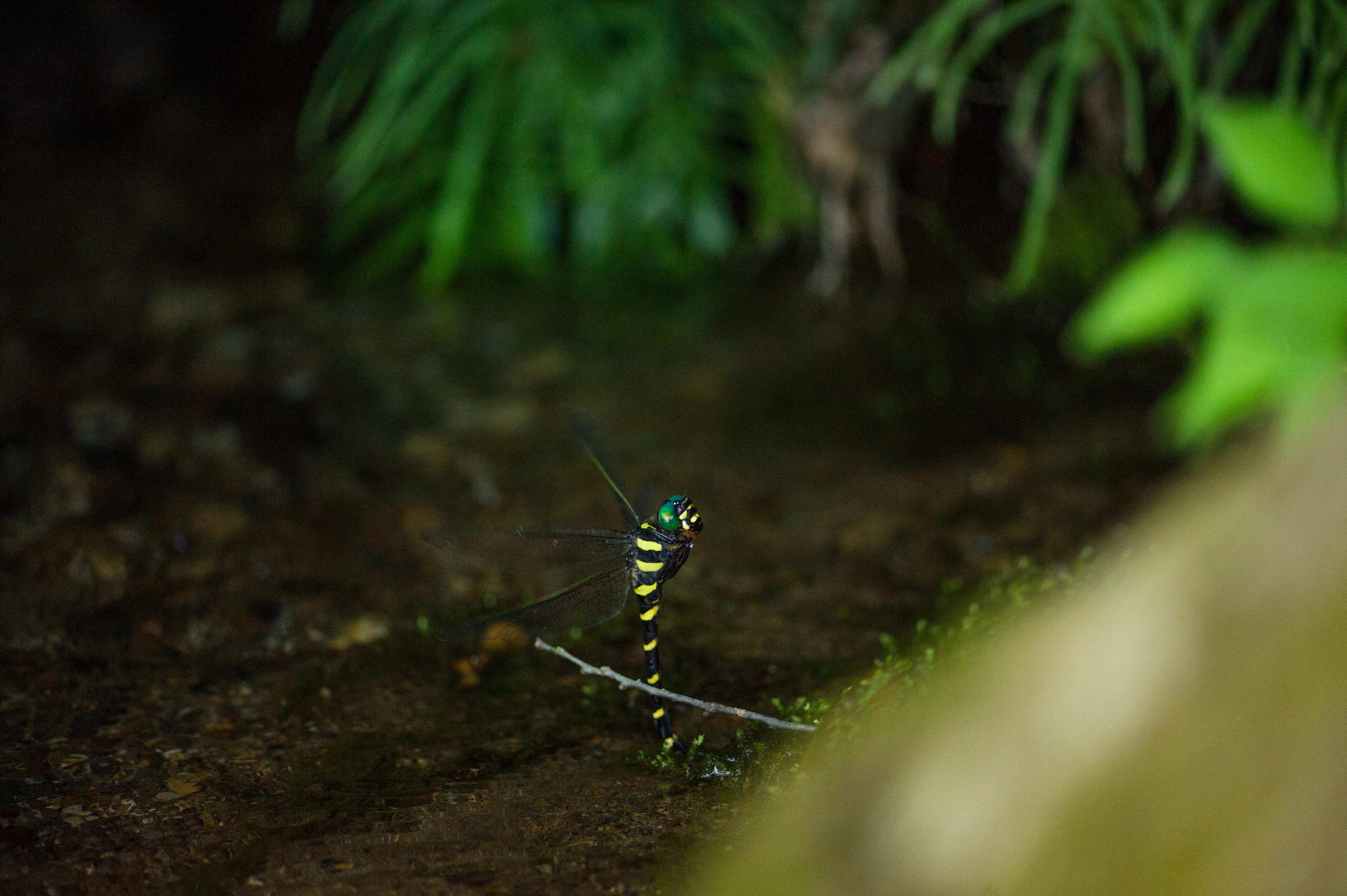 オニヤンマの生態や豪快な産卵の様子も 虫の写真と生態なら昆虫写真図鑑 ムシミル