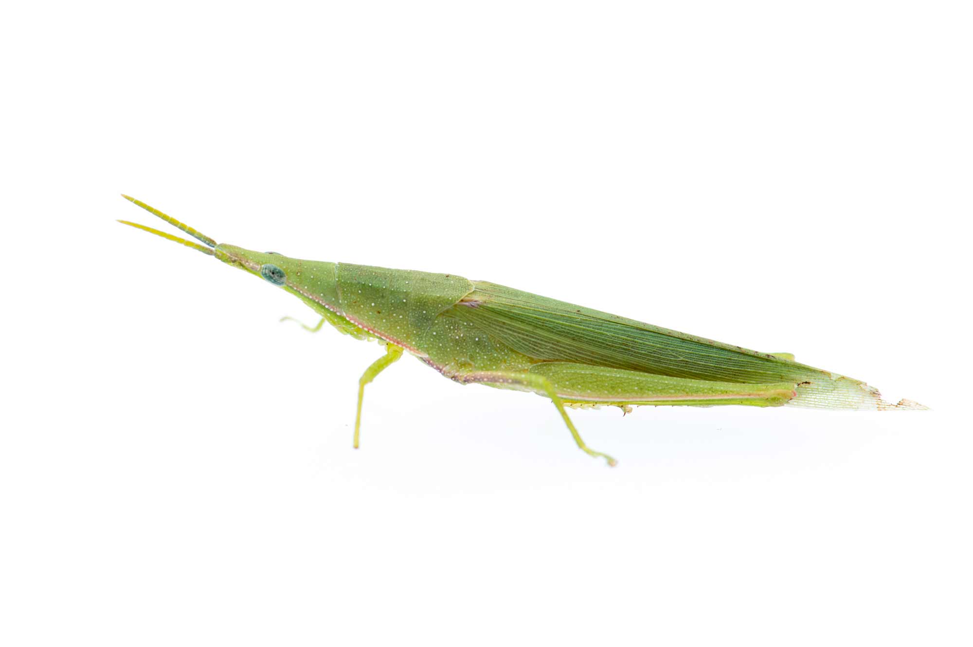 オンブバッタの名前の秘密や色の変化まで 虫の写真と生態なら昆虫写真図鑑 ムシミル
