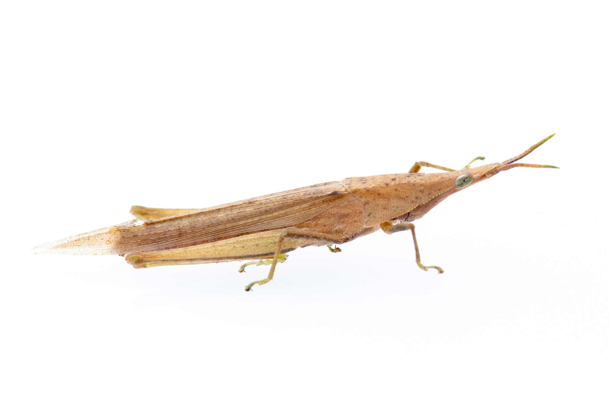 オンブバッタの名前の秘密や色の変化まで 虫の写真と生態なら昆虫写真図鑑 ムシミル
