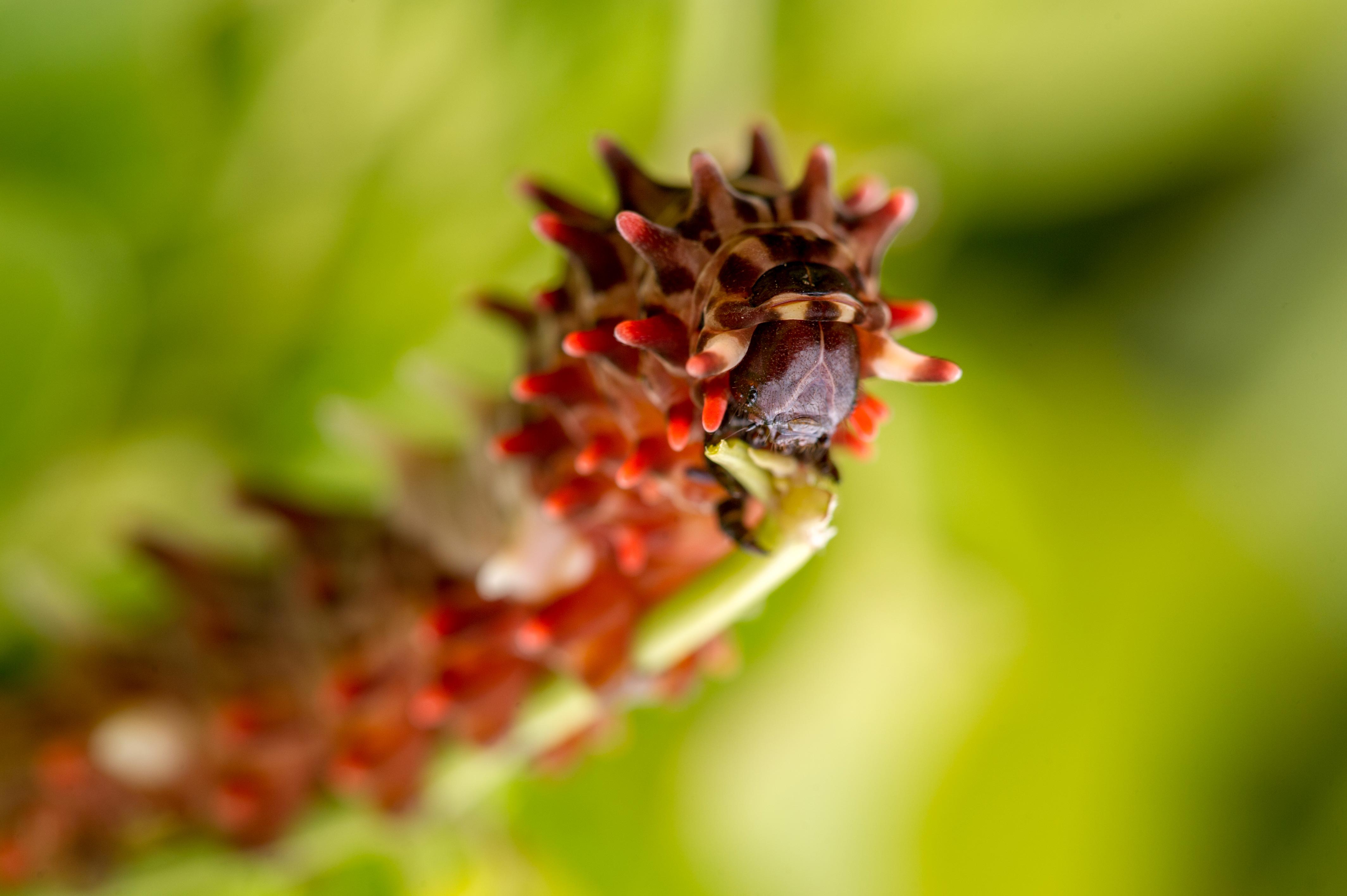 ジャコウアゲハの幼虫の写真