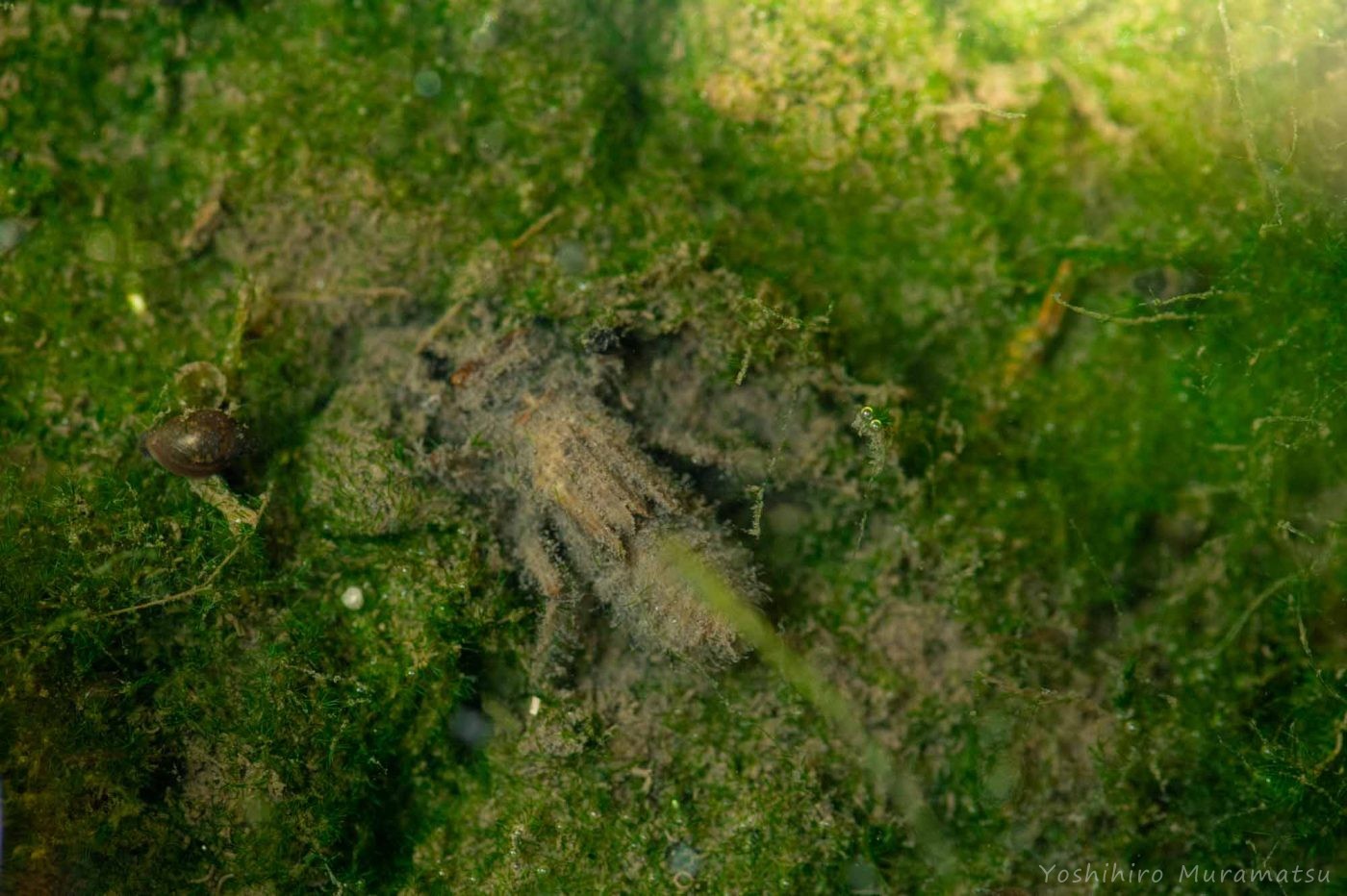 オオシオカラトンボのヤゴの写真