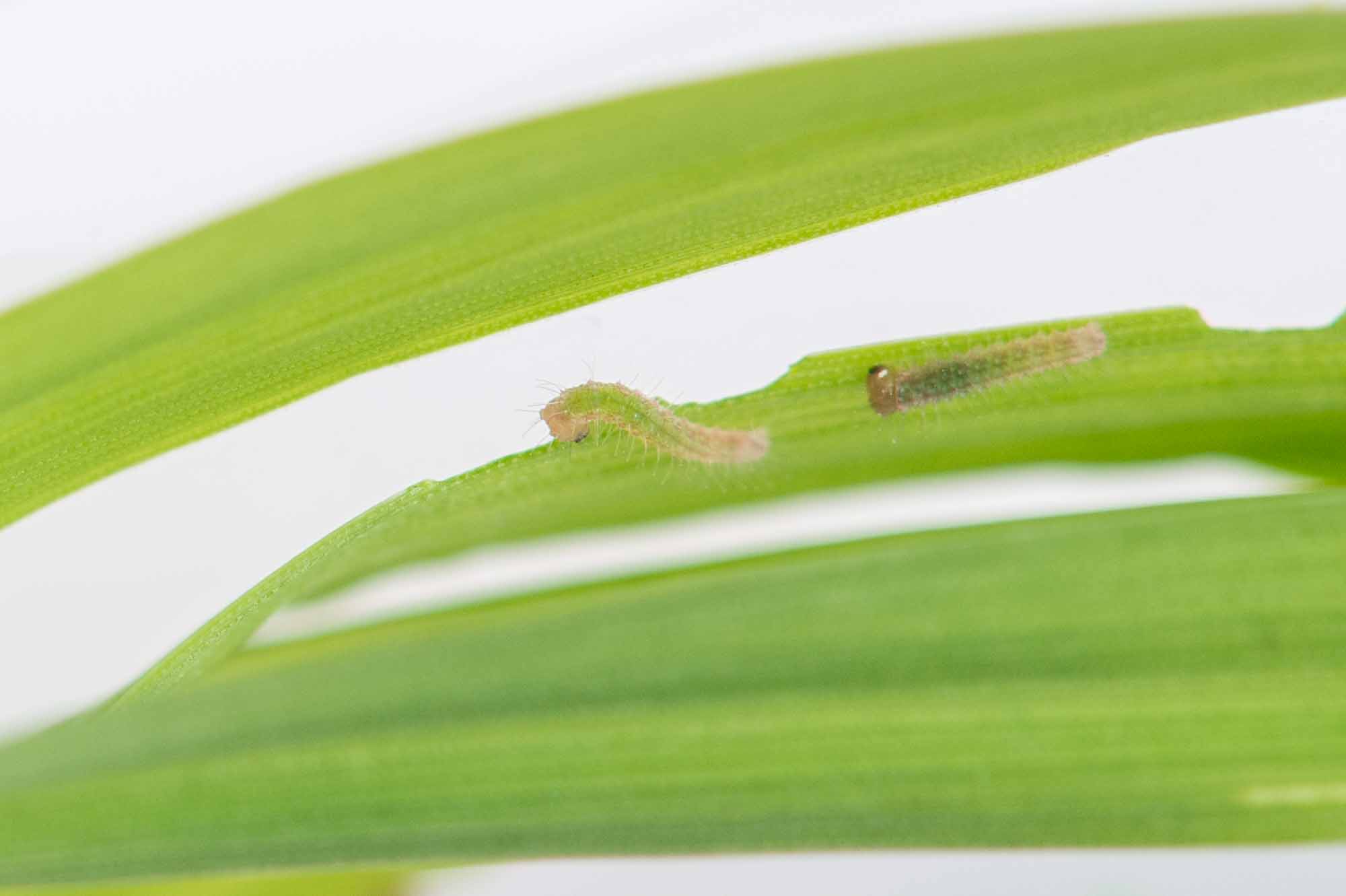 ヒメウラナミジャノメの写真