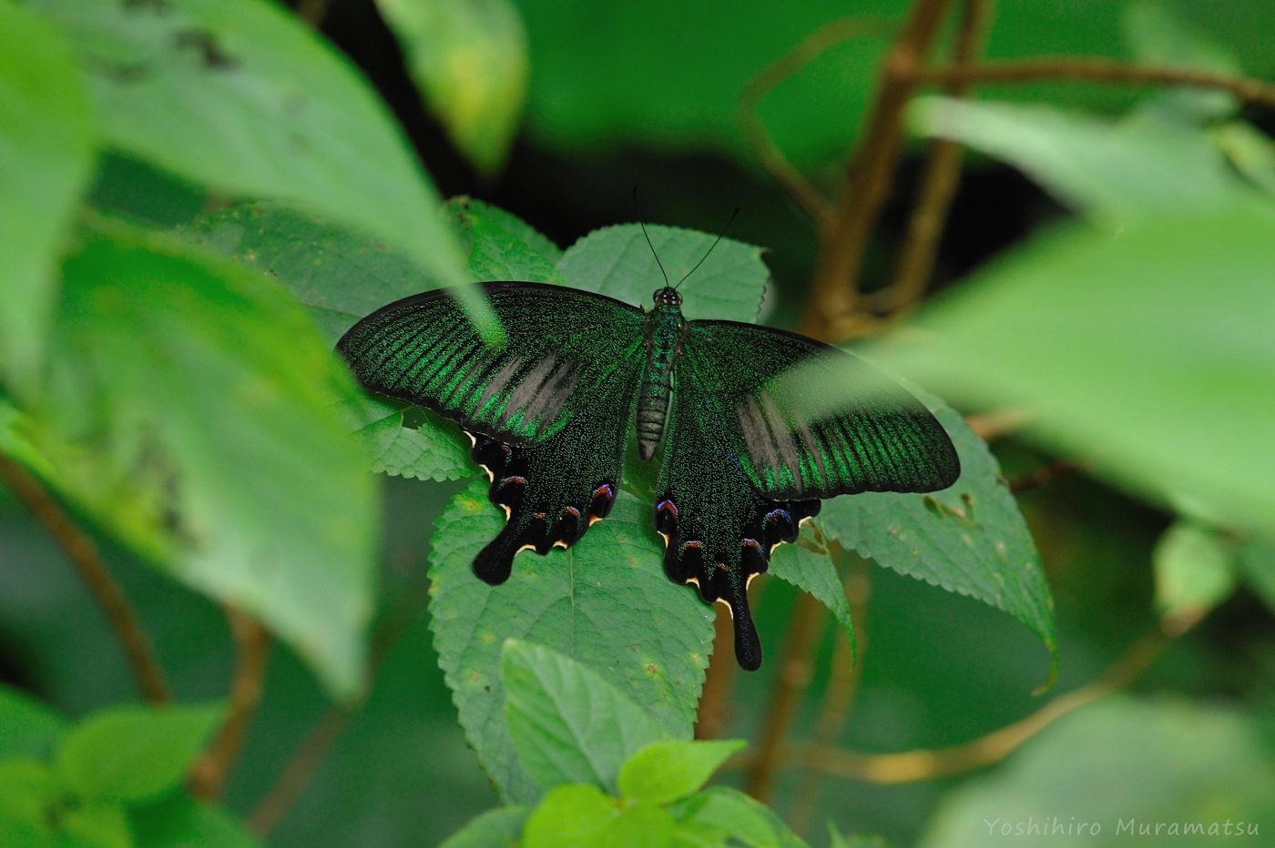 ヤエヤマカラスアゲハの美しい羽や特徴を紹介 虫の写真と生態なら昆虫写真図鑑 ムシミル
