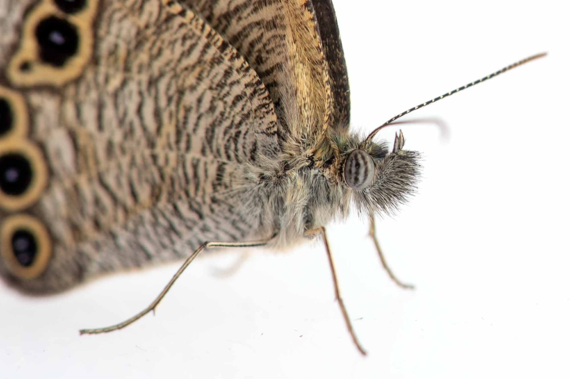 ヒメウラナミジャノメの写真