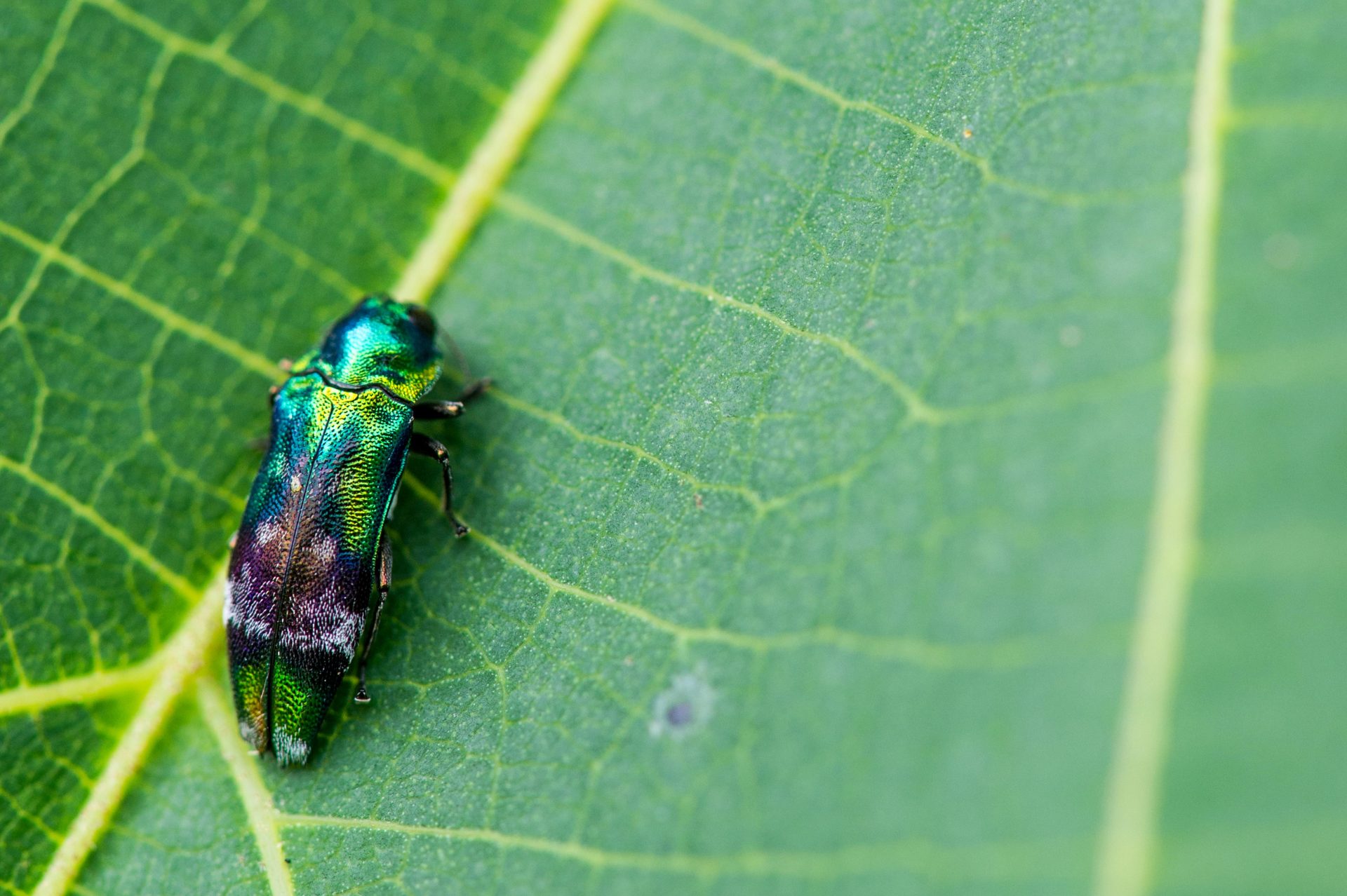 タマムシ科まとめ 玉虫図鑑 | 昆虫写真図鑑 ムシミル