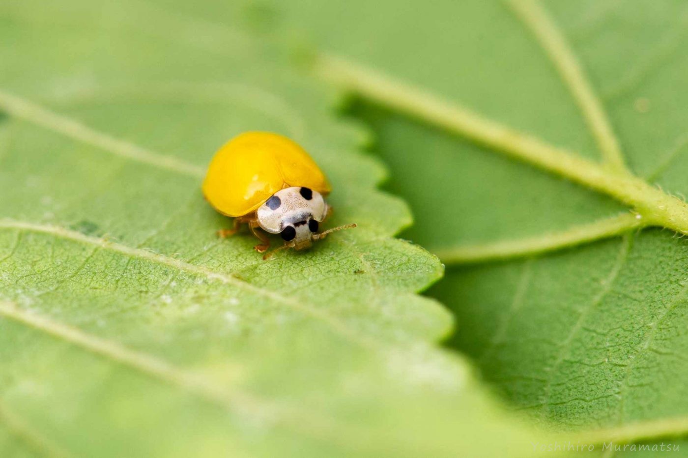 キイロテントウは菌を食べるテントウムシ 虫の写真と生態なら昆虫写真図鑑 ムシミル