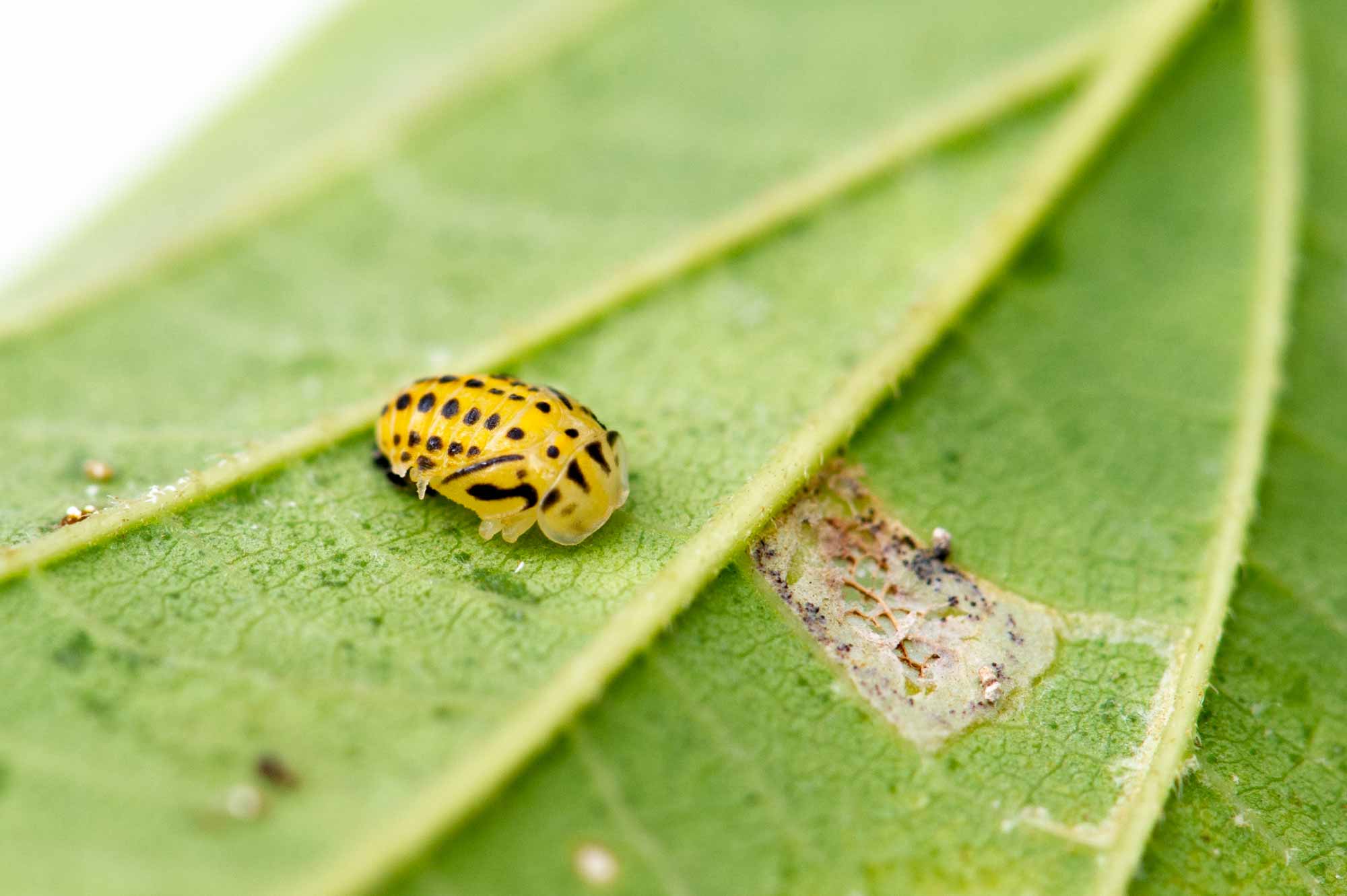 キイロテントウは菌を食べるテントウムシ 虫の写真と生態なら昆虫写真図鑑 ムシミル