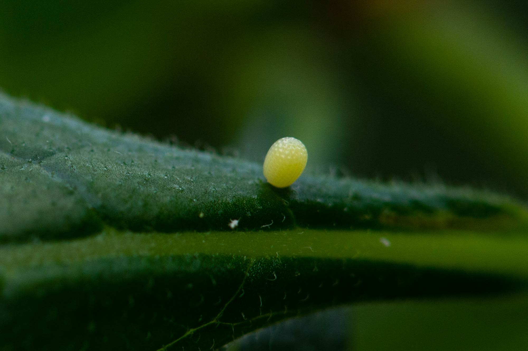 オオゴマダラの卵の写真
