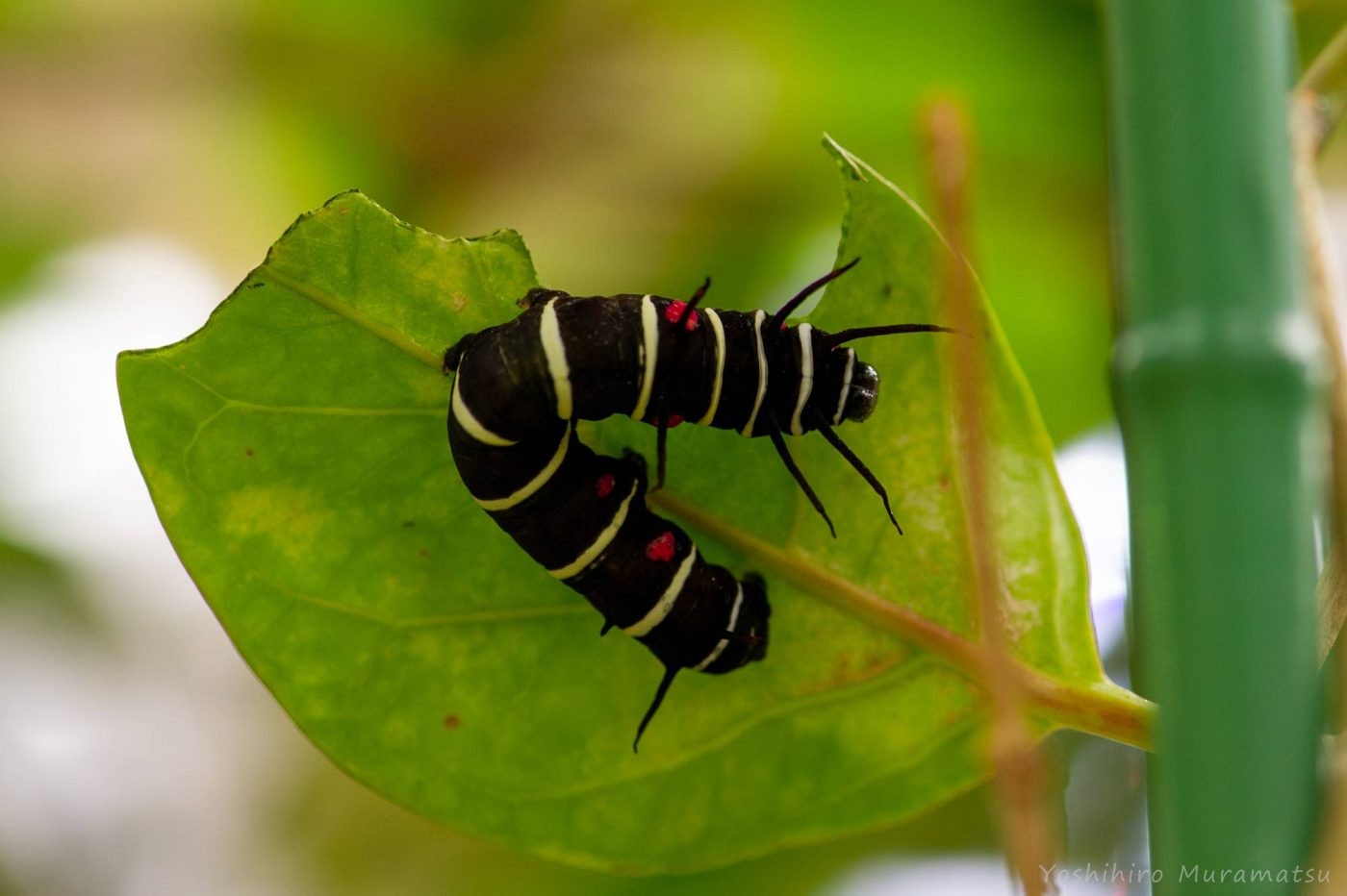 オオゴマダラの幼虫の写真