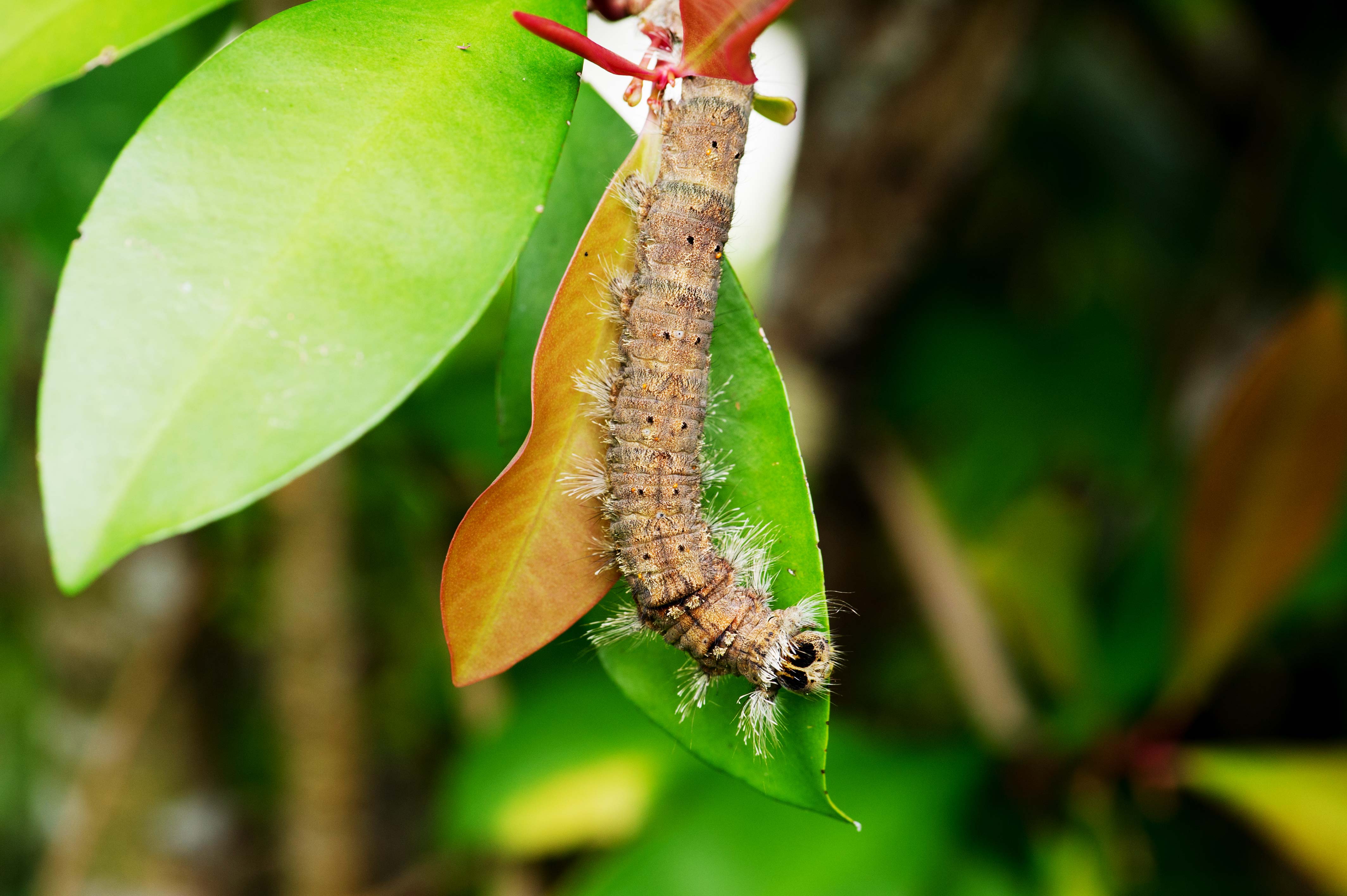 イワサキカレハ 幼虫 山のトゲと呼ばれる虫 虫の写真と生態なら昆虫写真図鑑 ムシミル